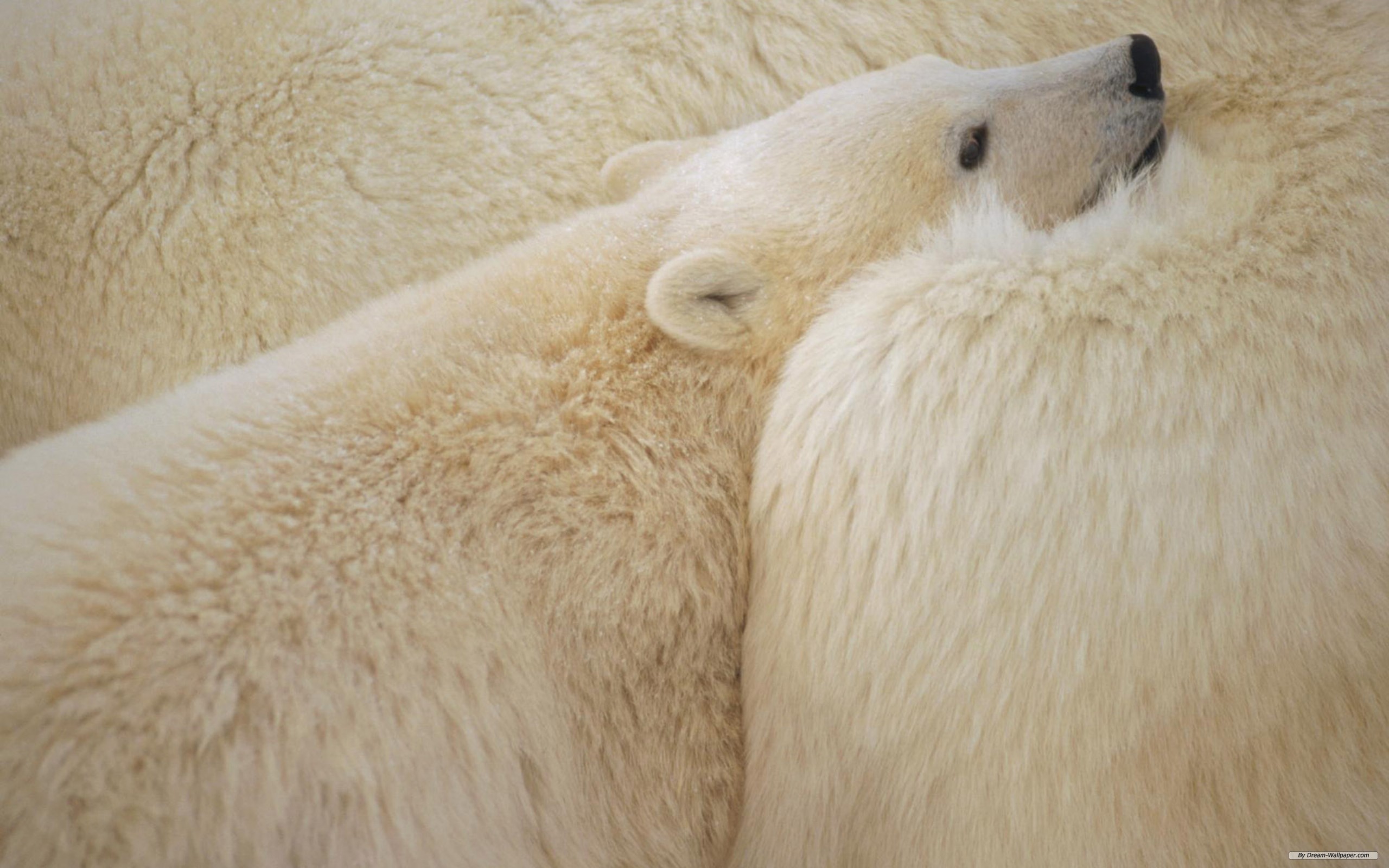 animal, polar bear, bears Free Stock Photo