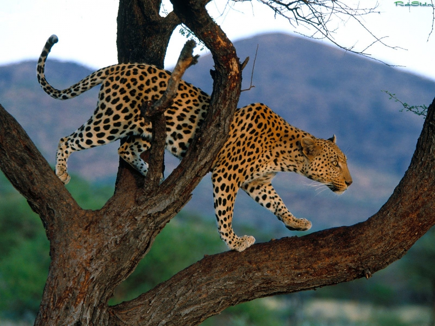 animals, leopards lock screen backgrounds