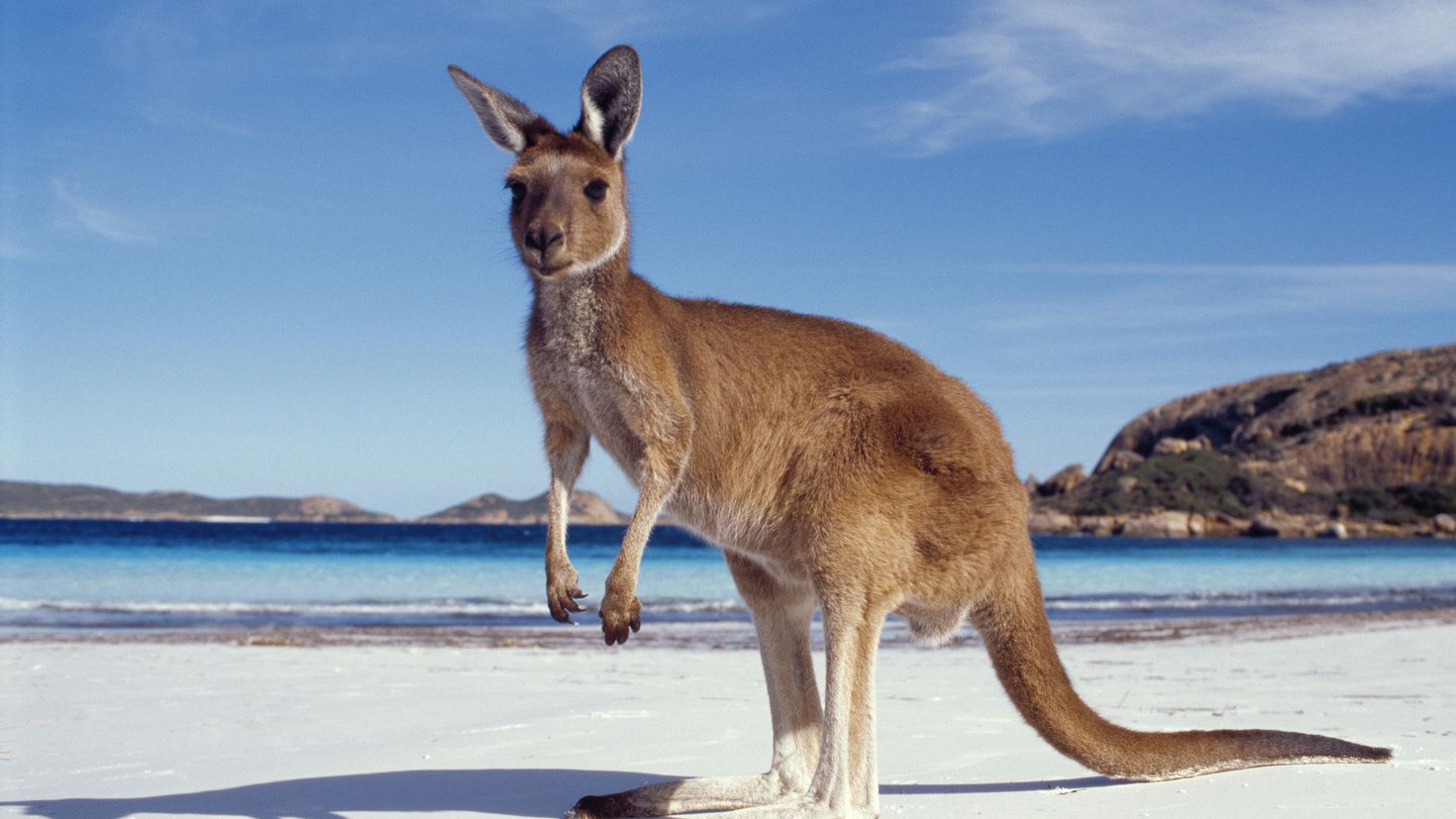 Пас животных. Кенгуру в Австралии. Кангарус Австралия. Фауна Австралии кенгуру. Сумчатые кенгуру.