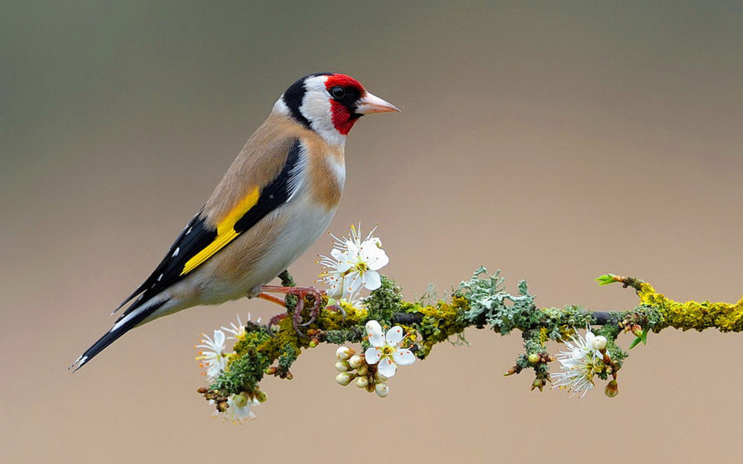 European Goldfinch HD download for free