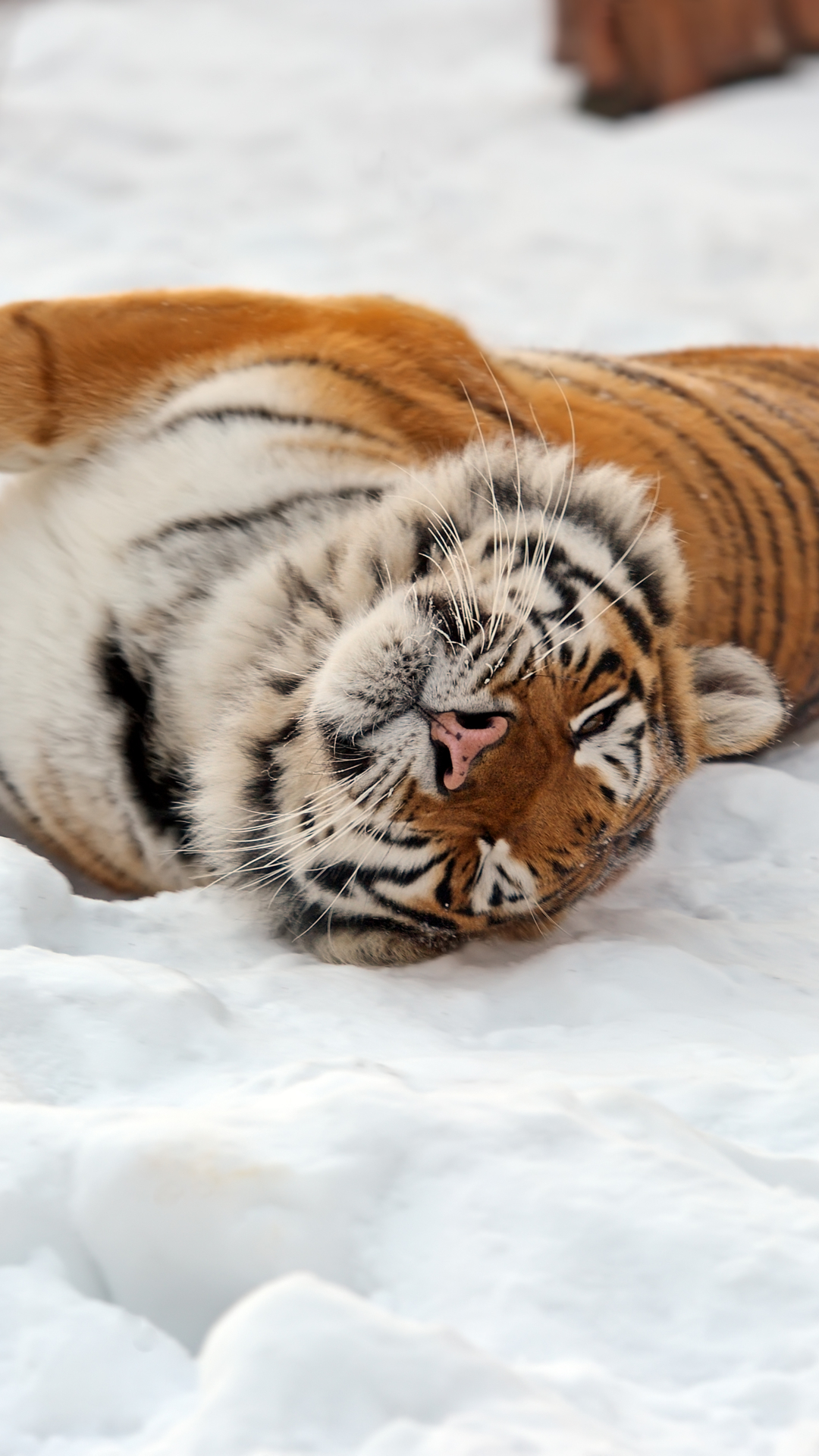 animal, tiger, snow, amur tiger, cats