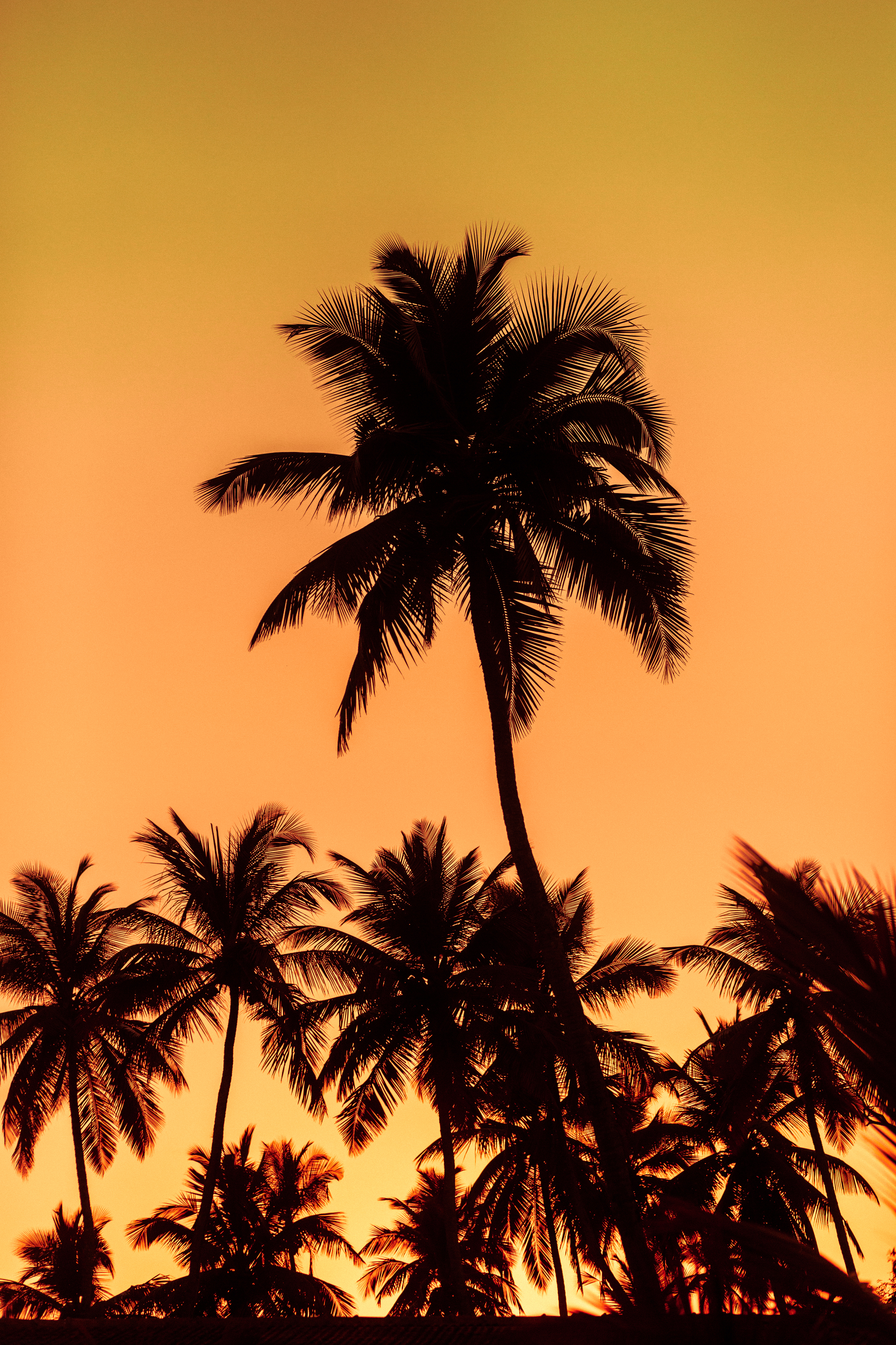 silhouettes, nature, trees, sunset, leaves, palms HD wallpaper