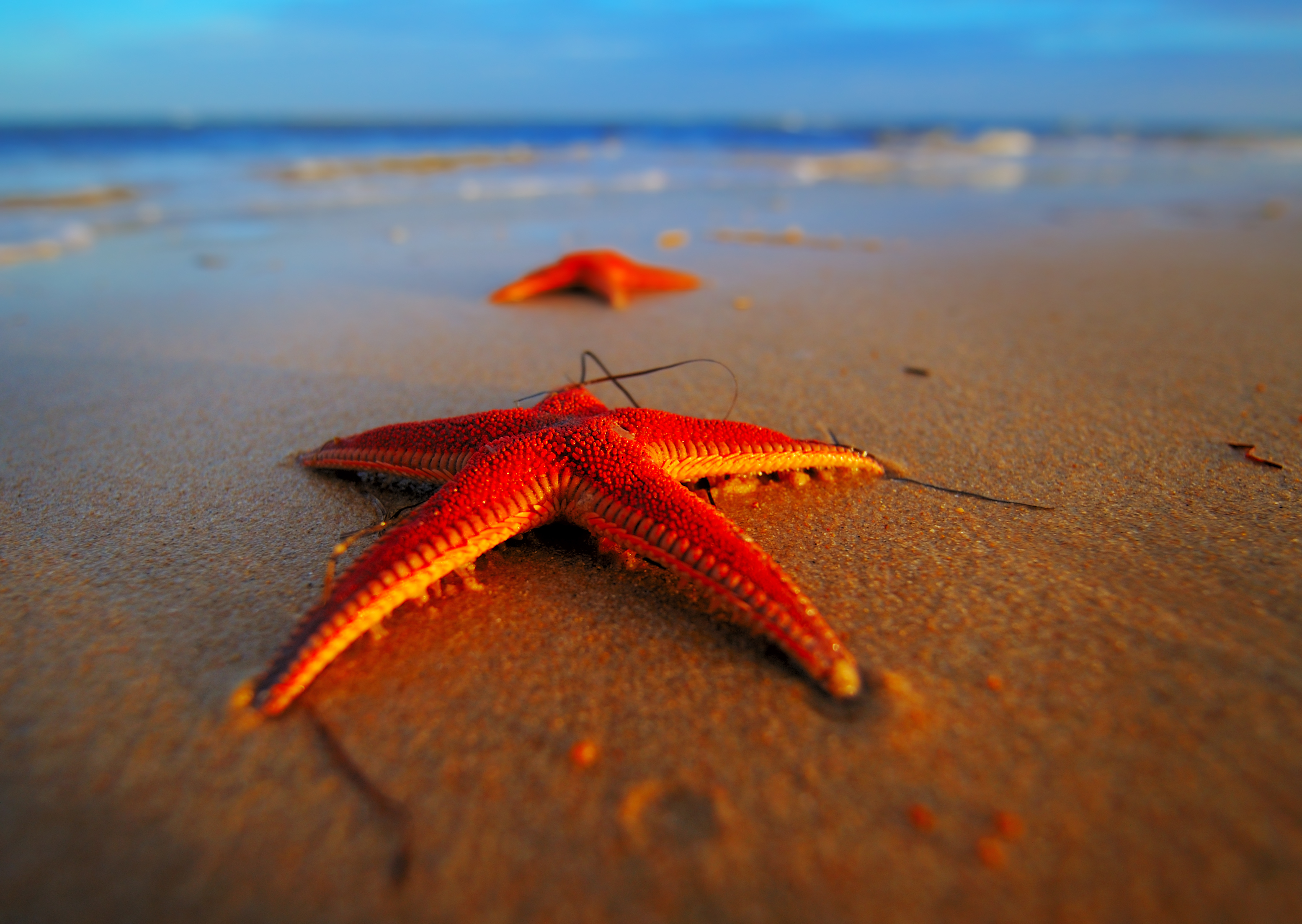 starfish, animal QHD