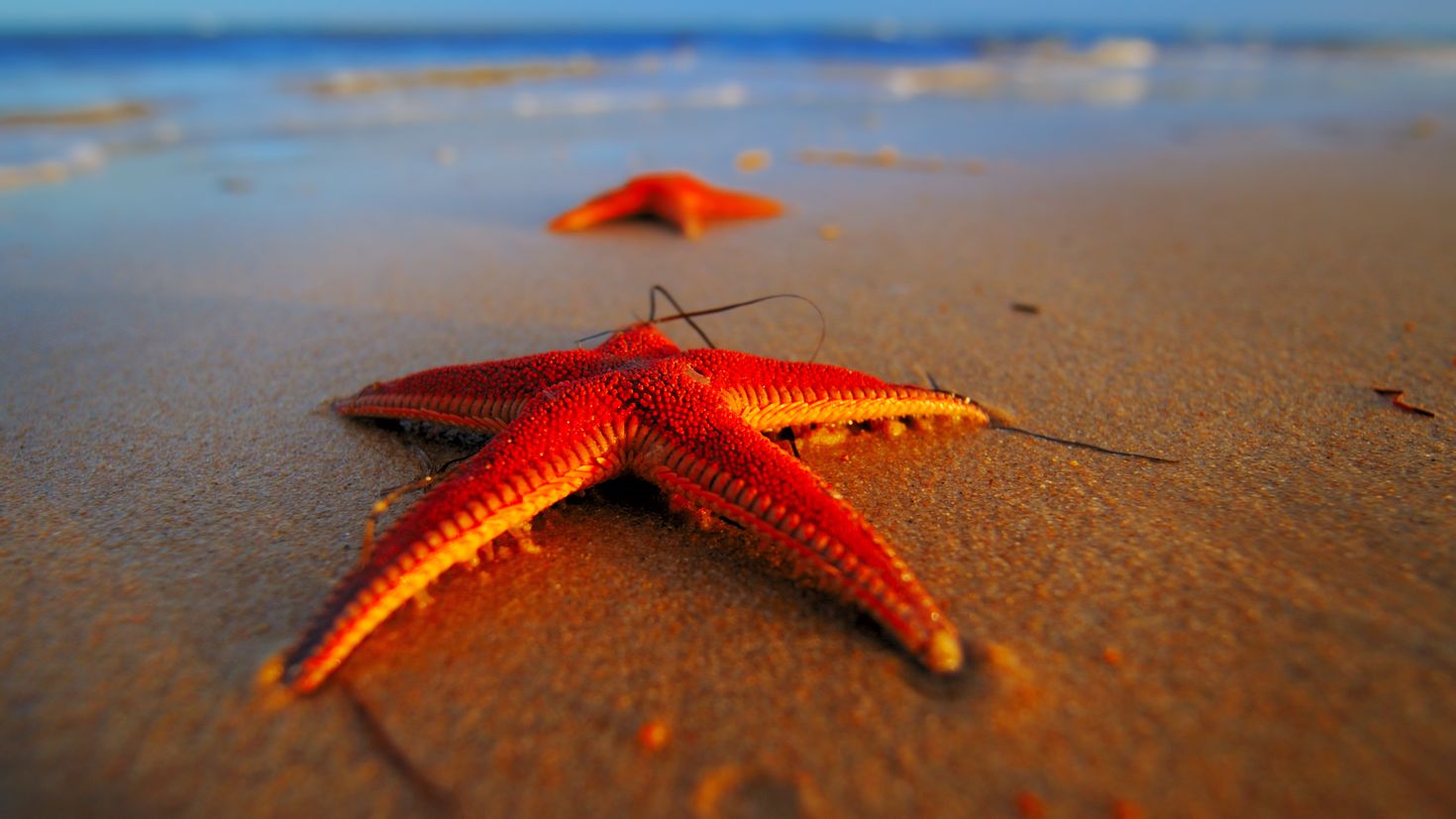 Морская звезда 2023. Морская звезда. Морская звезда в море. Красное море. Подводный мир морская звезда.