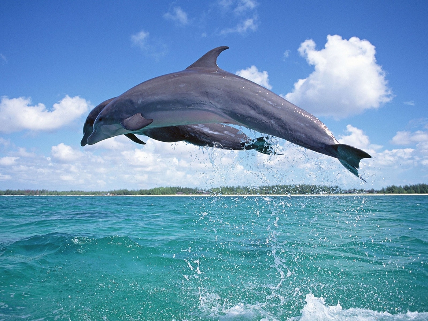 Скачать картинку Животные, Море, Дельфины в телефон бесплатно.