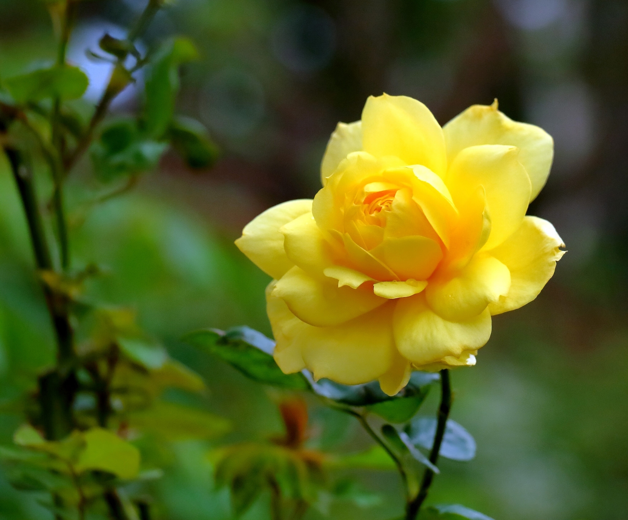 Шиповник Капуцинская роза