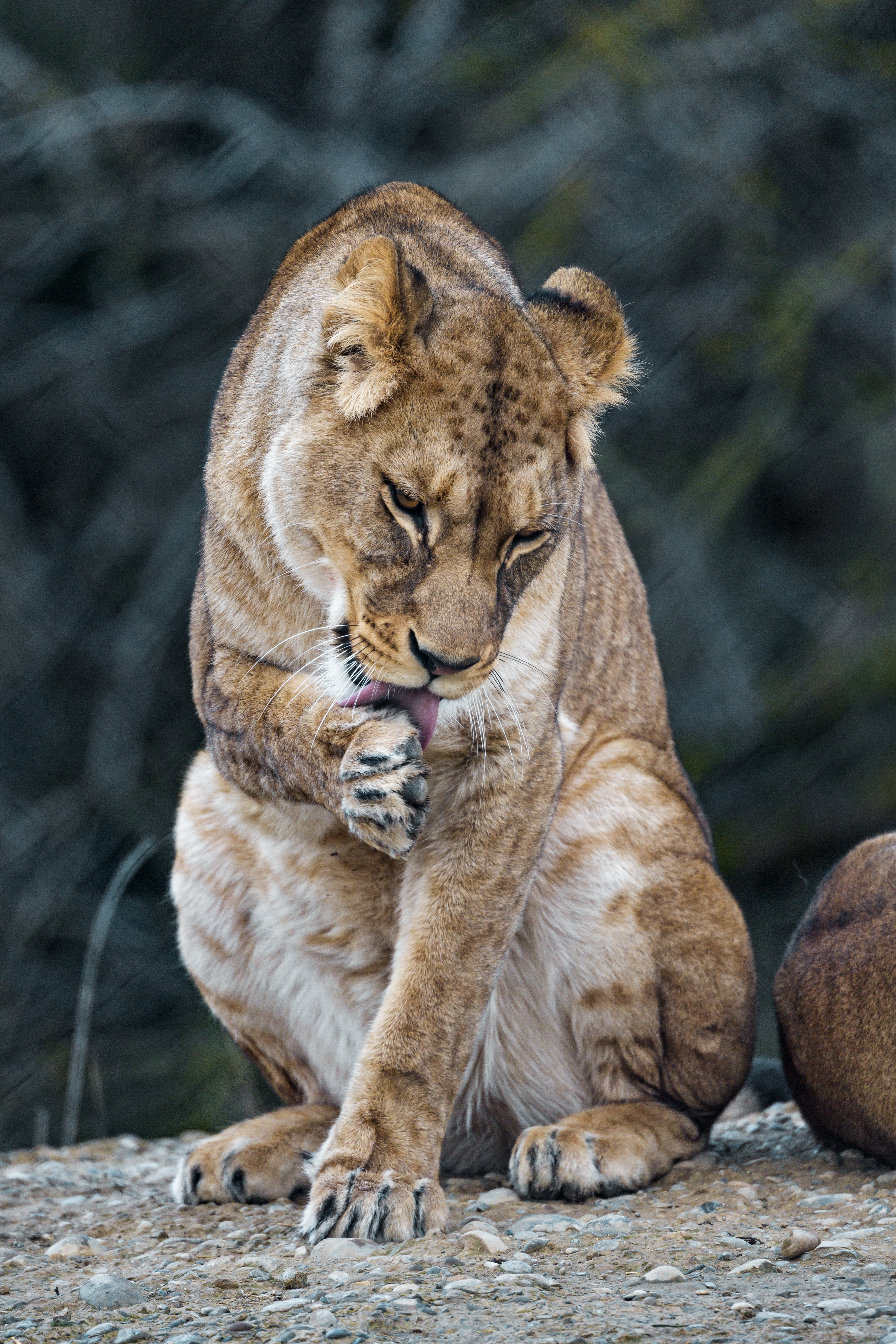 lioness, animals, predator, big cat, tongue stuck out, protruding tongue