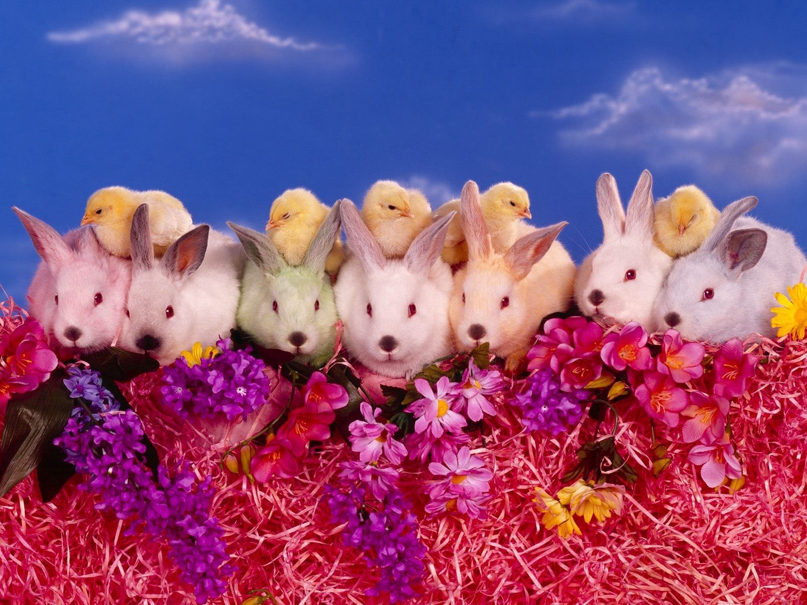 chicks, rabbits, flowers, animals, lots of, multitude