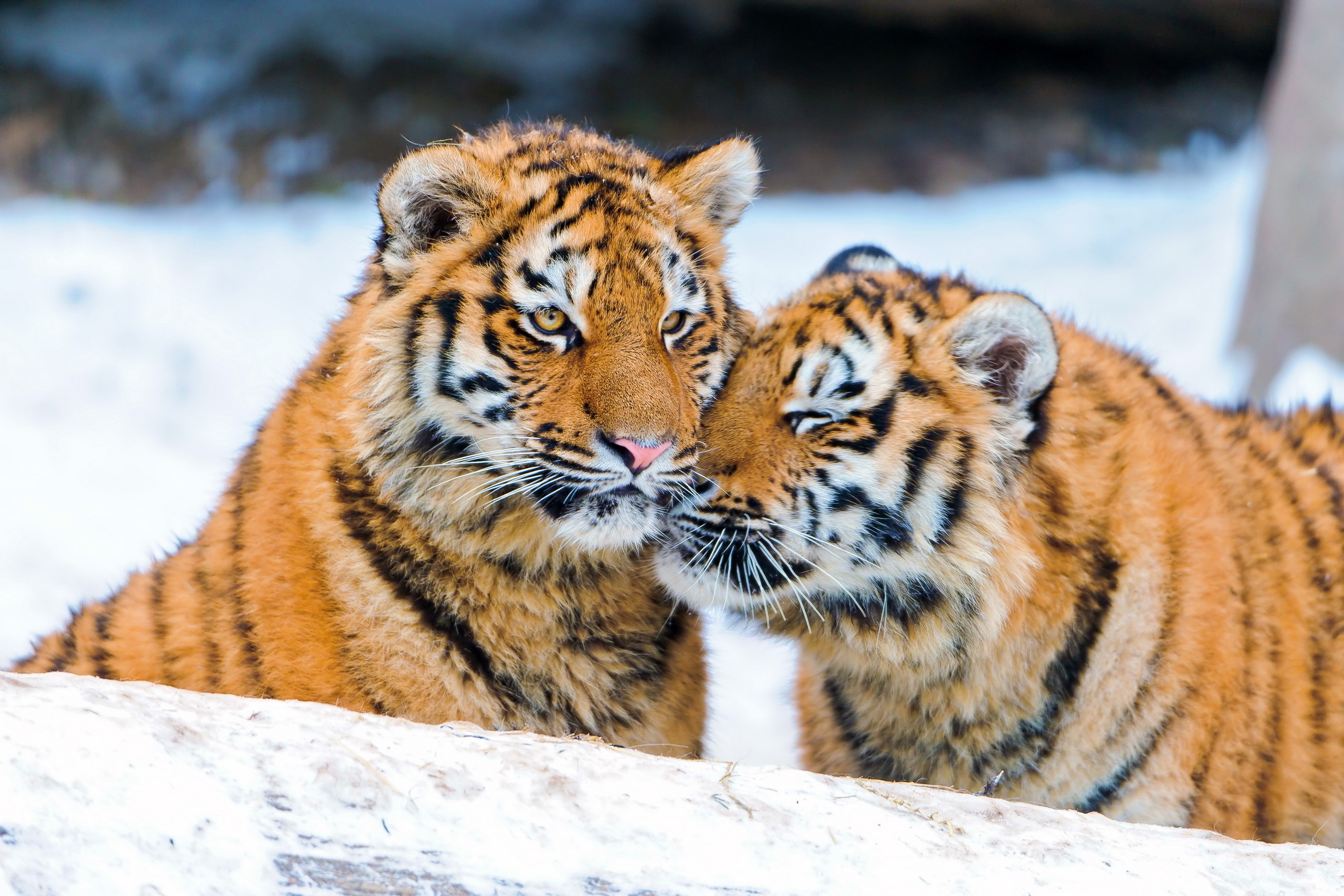 114918 Bild herunterladen tiere, paar, zärtlichkeit, tigerbabys, tigerjunge, raubtiere - Hintergrundbilder und Bildschirmschoner kostenlos