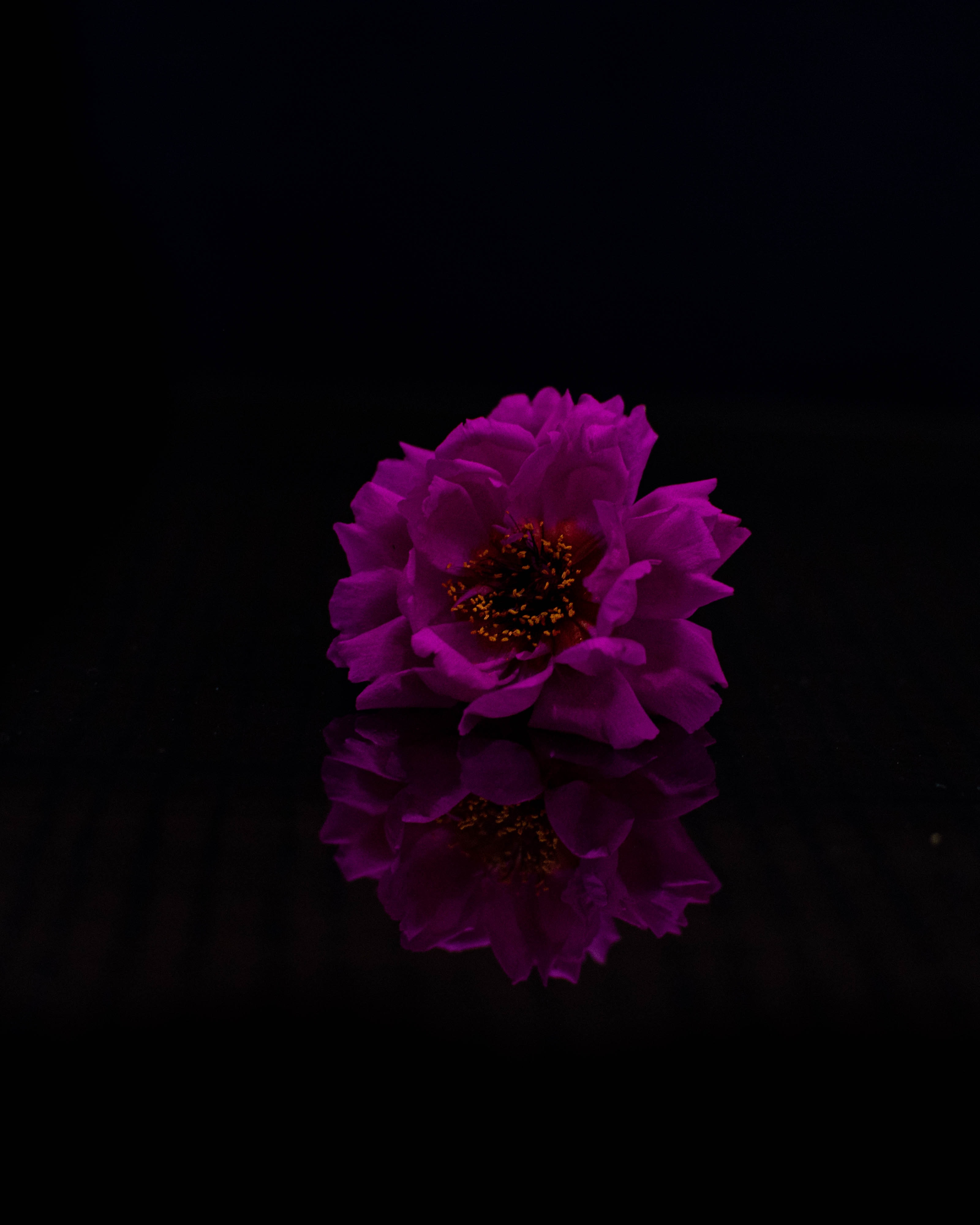 Download mobile wallpaper Petals, Violet, Photoshop, Flower, Flowers, Purple for free.