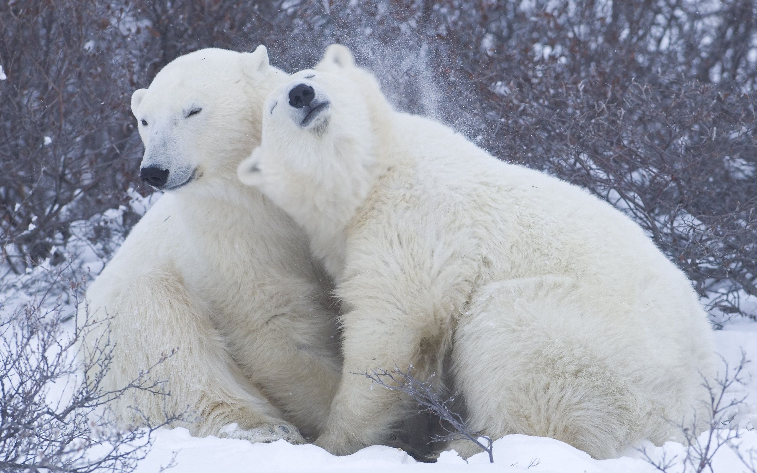 winter, polar bears, animals, snow, tenderness, embrace
