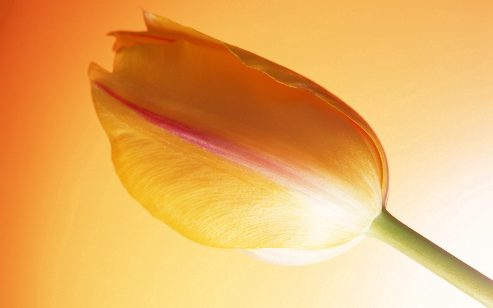 Téléchargez gratuitement l'image Bourgeon, Tulipe, Fleurs, Tige, Contexte sur le bureau de votre PC