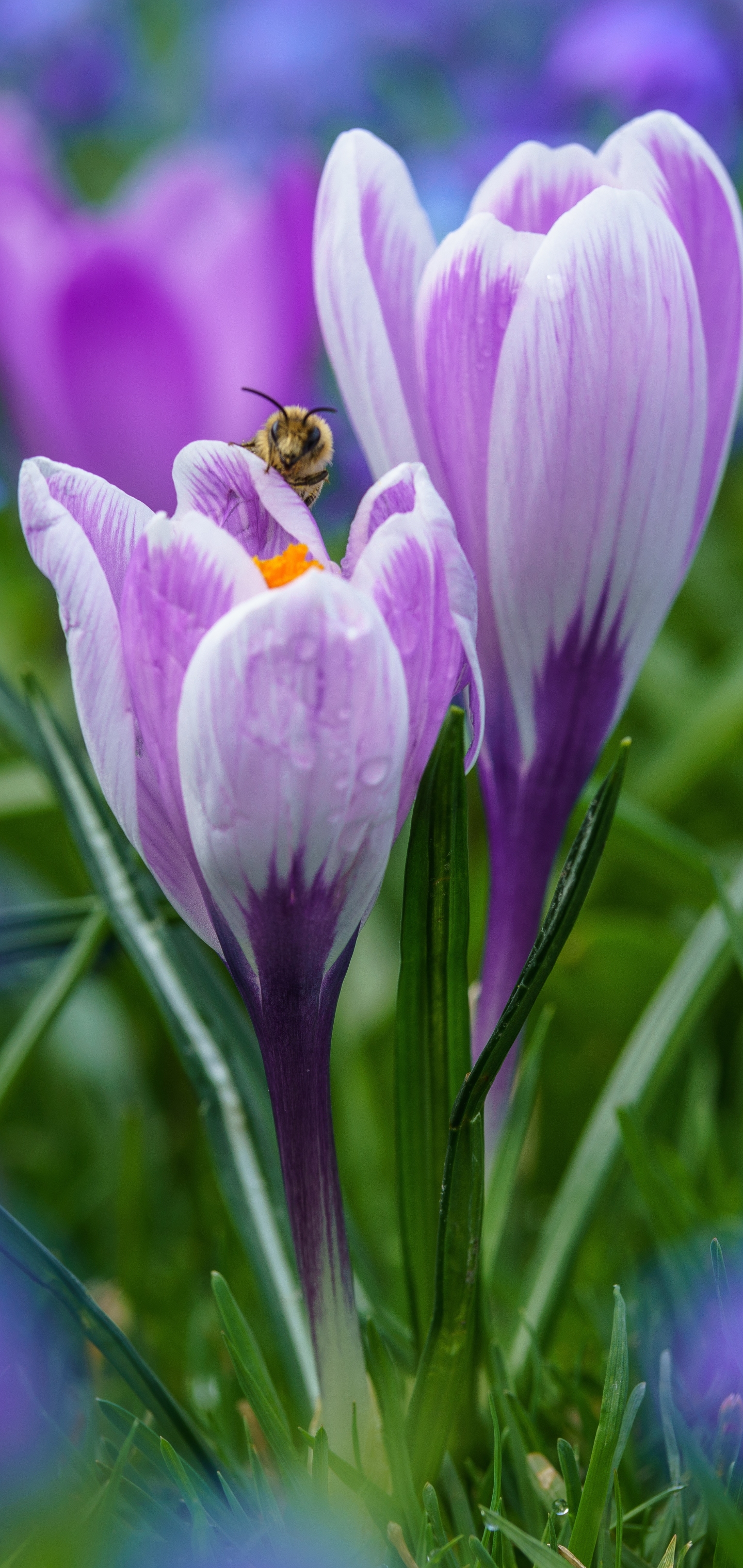 1178195壁紙のダウンロード地球, クロッカス, 虫, ミツバチ, 蜂, 春, 花, 大きい, 紫色の花, フラワーズ-スクリーンセーバーと写真を無料で