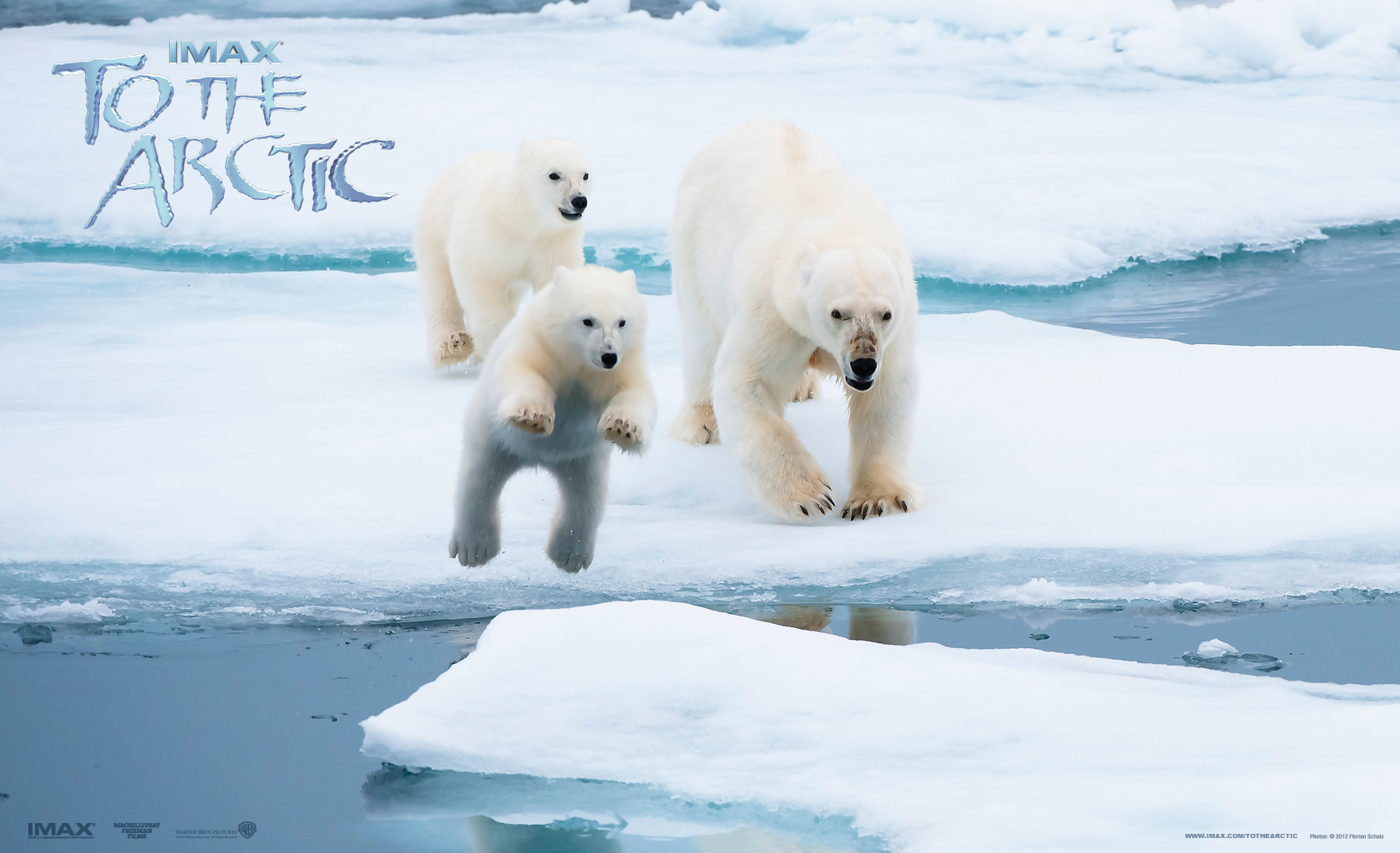 553436 Bild herunterladen filme, in die arktis, antarktis, arktis, bär, eis, eisbär - Hintergrundbilder und Bildschirmschoner kostenlos