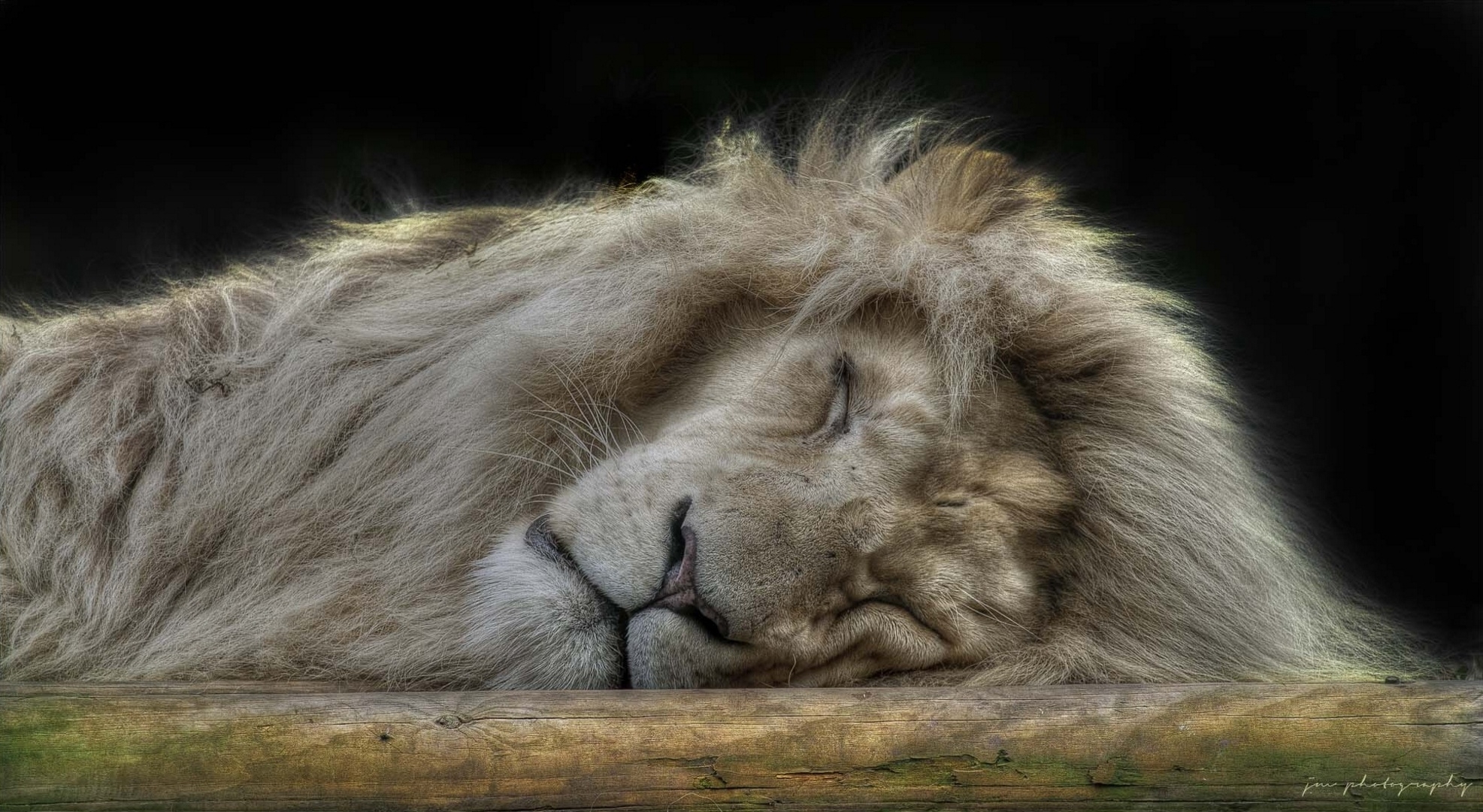 103363 descargar fondo de pantalla animales, esponjoso, peludo, bozal, un leon, león, depredador, gato grande, dormir, soñar: protectores de pantalla e imágenes gratis