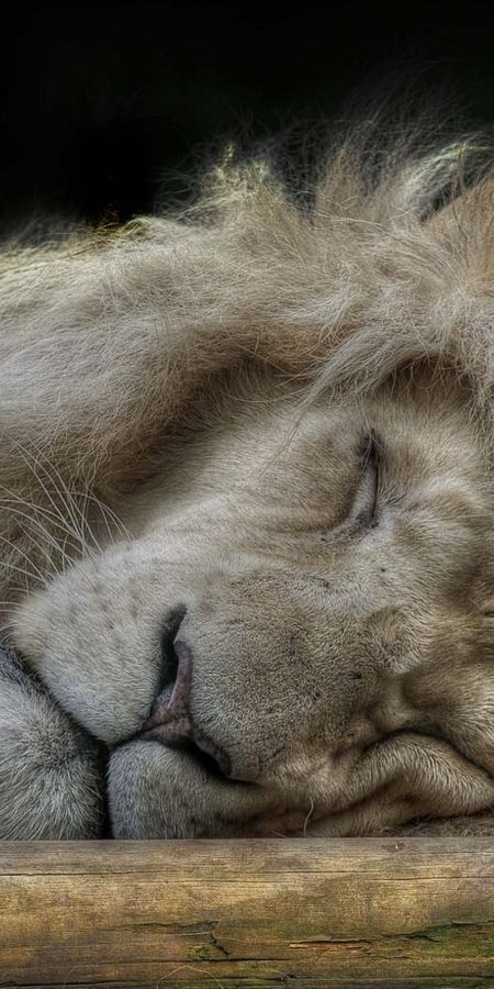 A lion sleep during the day. Сонный Лев. Лев спящий. Спящие львы.