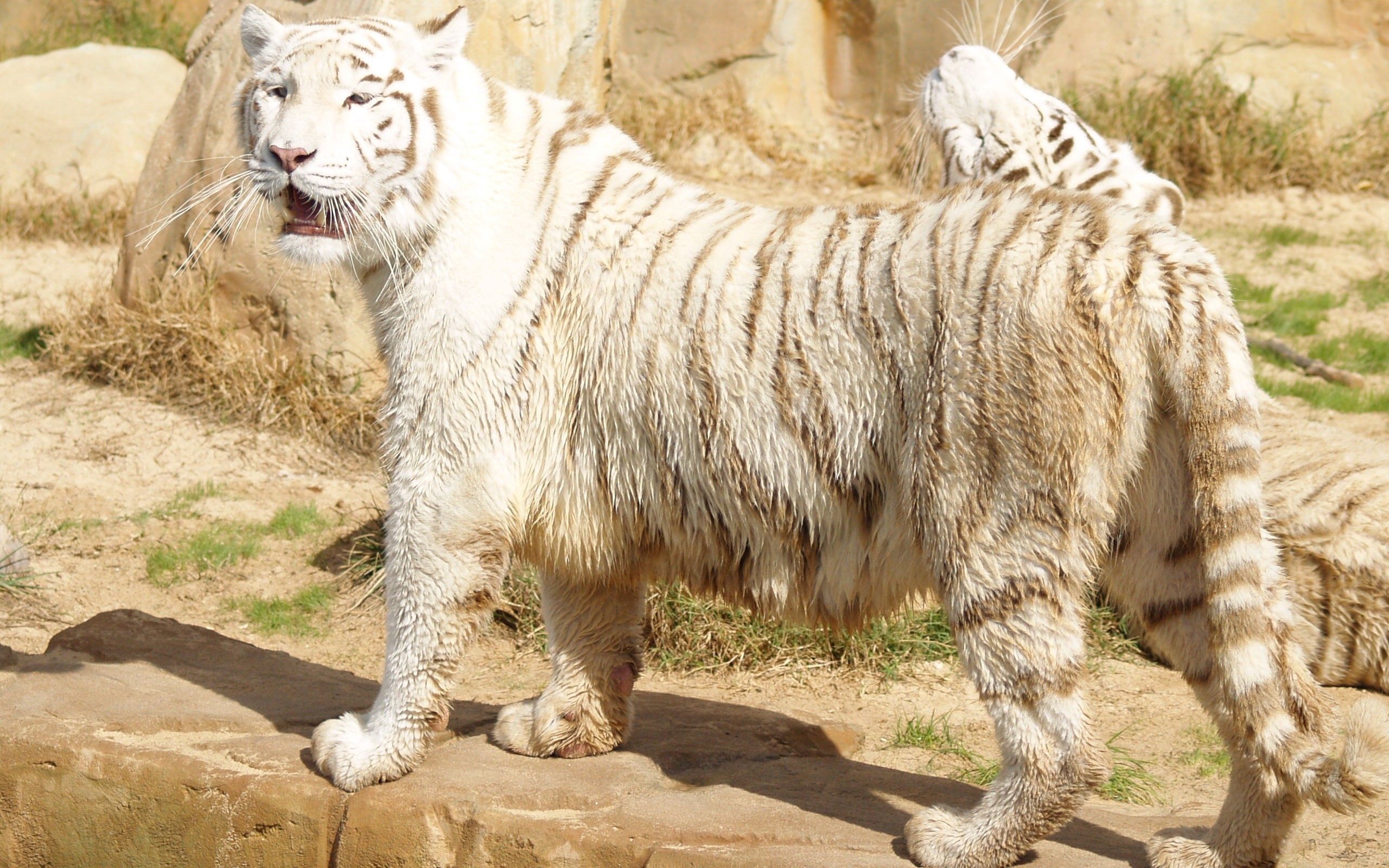 animals, tiger, fat, thick, albino, to stand, stand 2160p