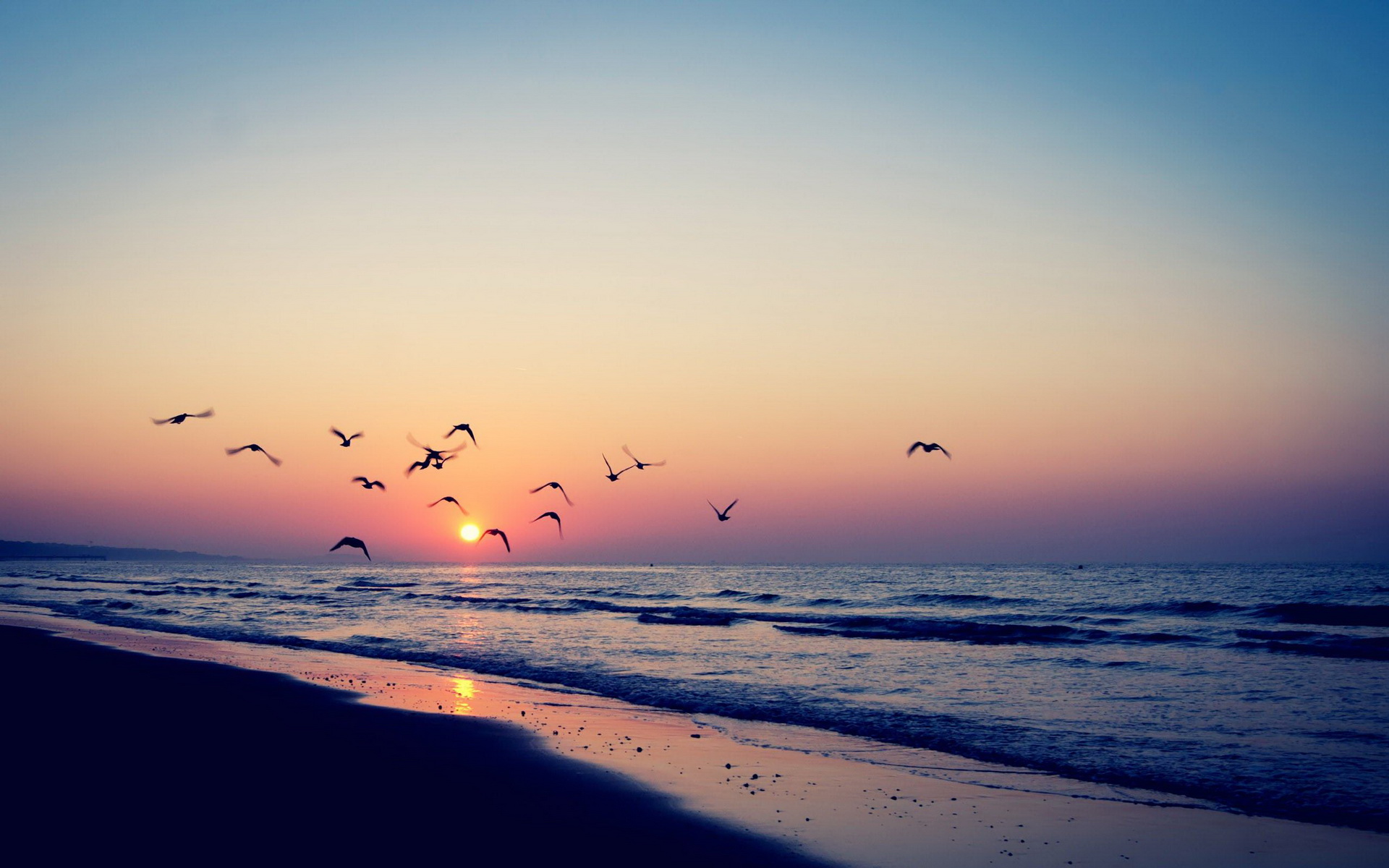 Море закат птицы
