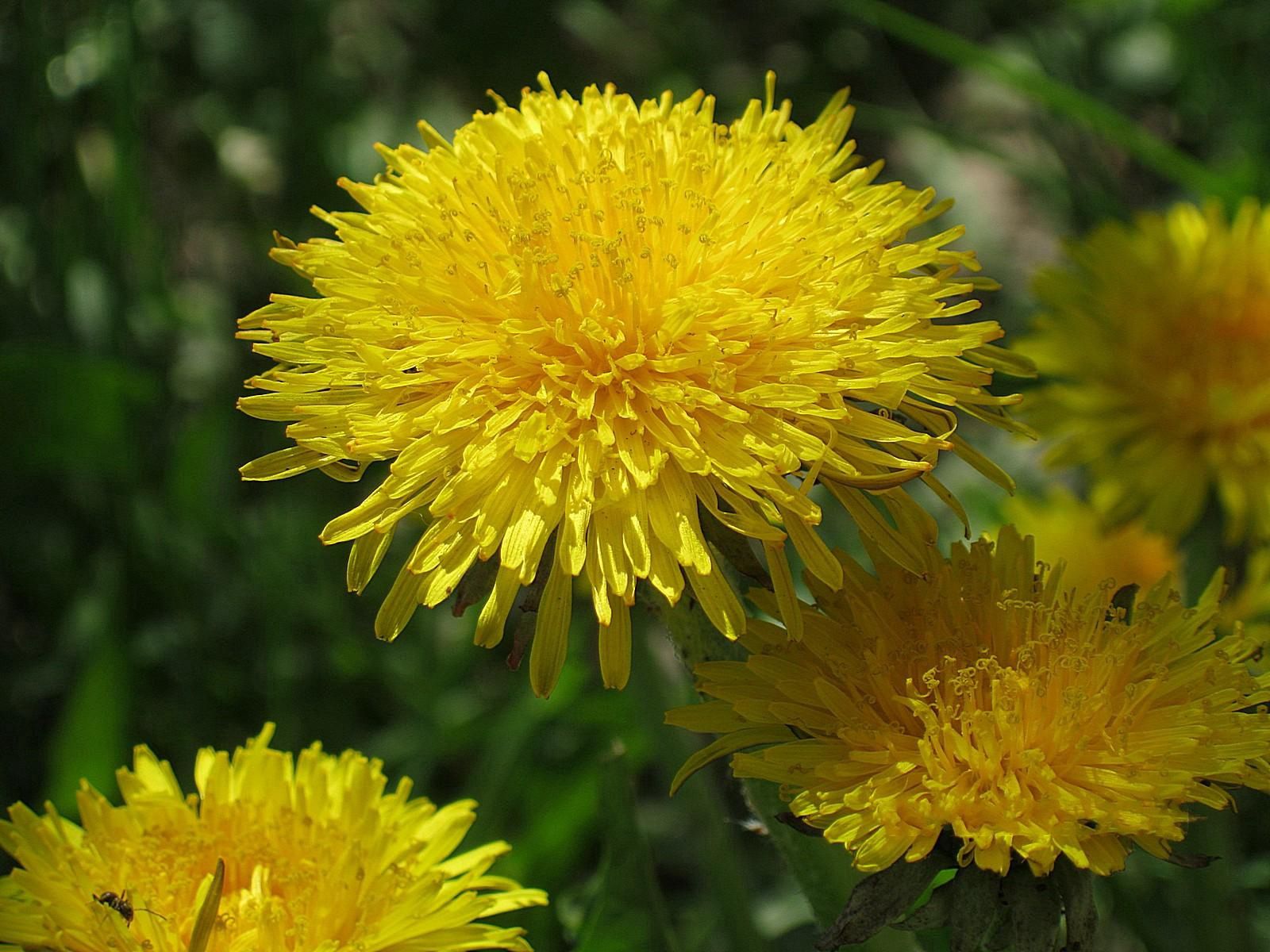 HD wallpaper flowers, dandelions, greens, insect, brightly, sunny