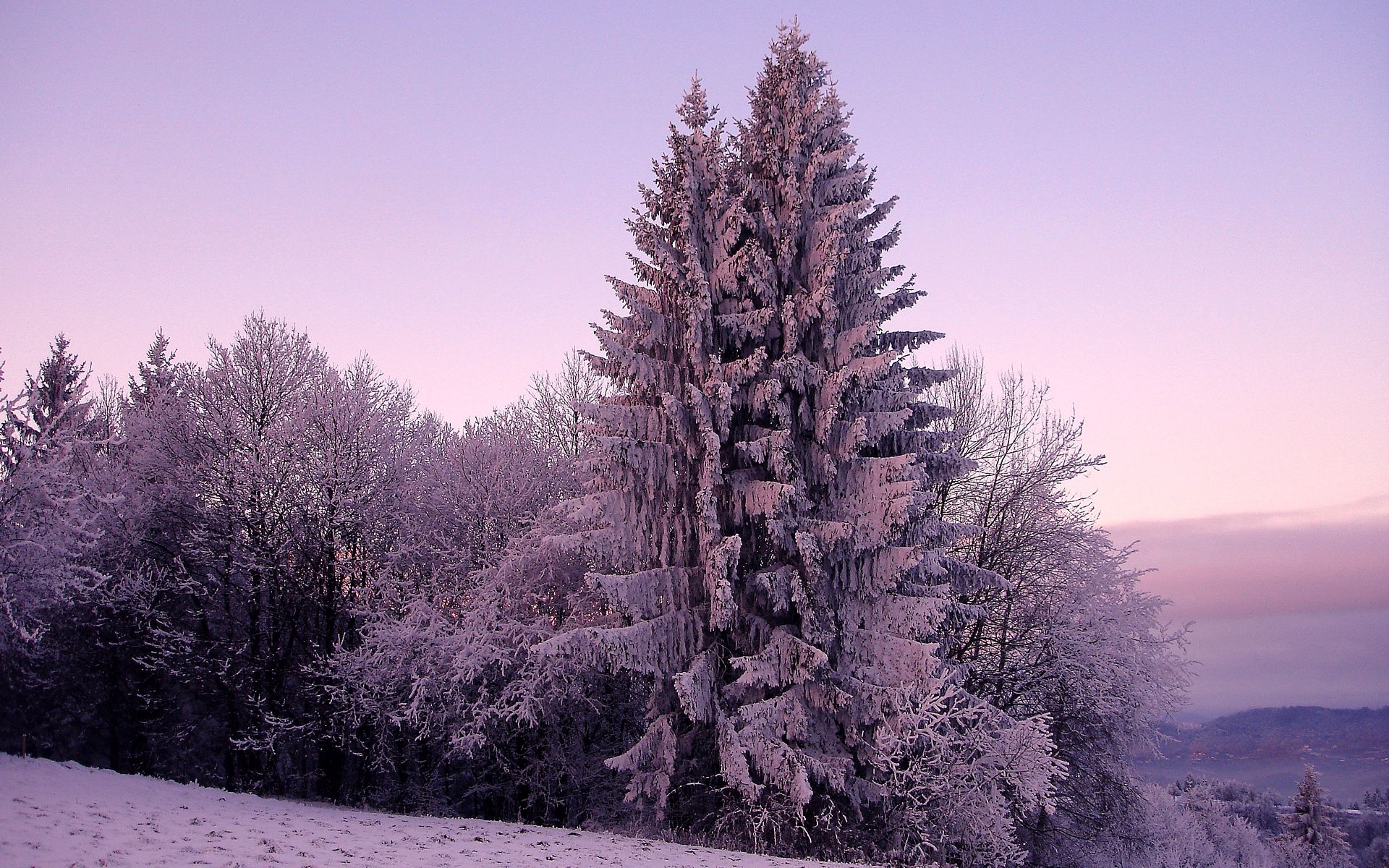 Download mobile wallpaper Ate, Snow, Winter, Lilac, Nature for free.
