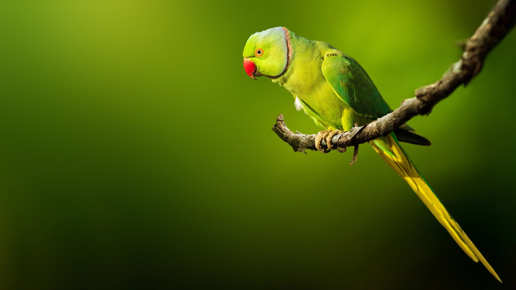 Попугай на зеленом фоне