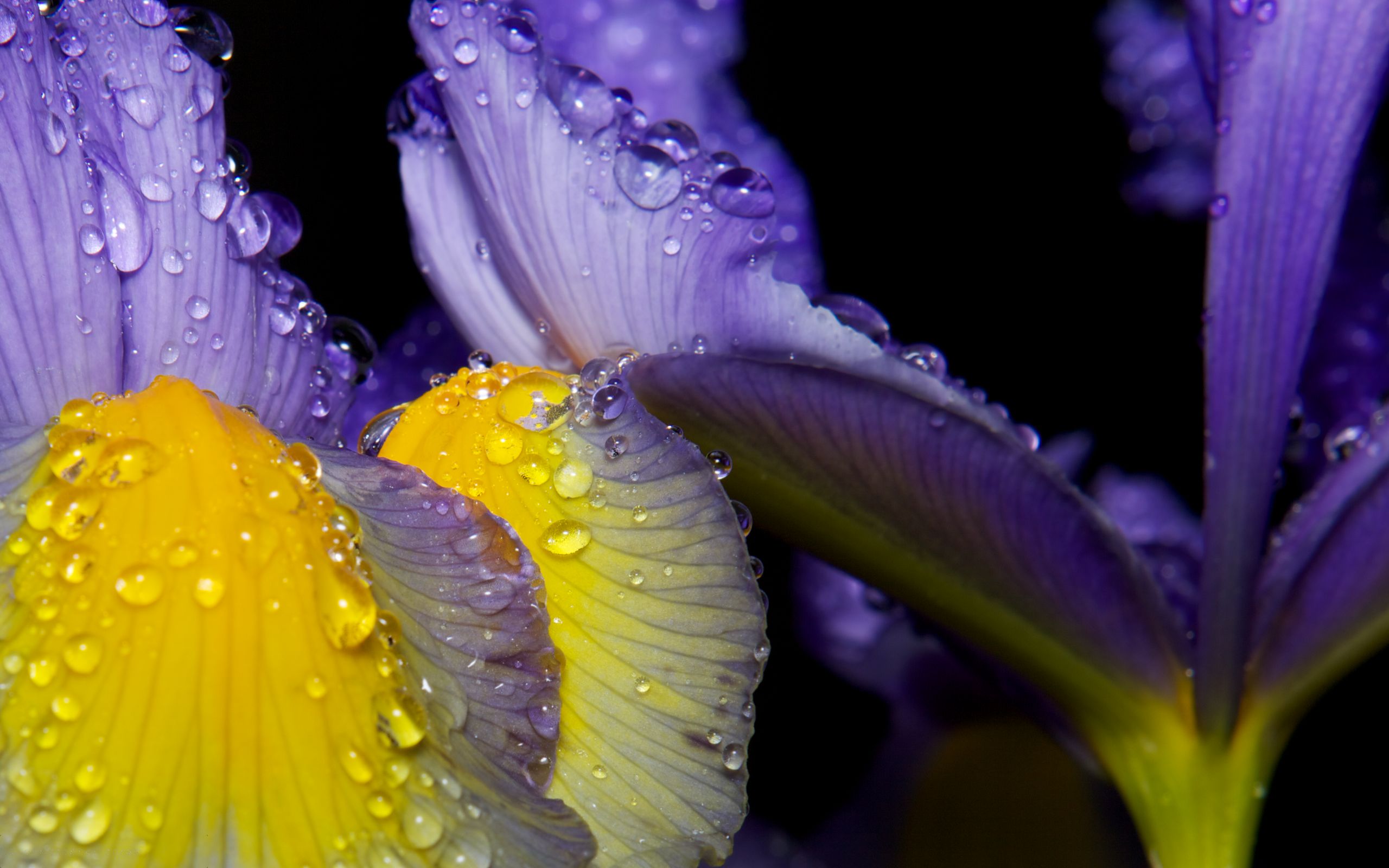 yellow, blue, earth, water drop, flower, petal, raindrops