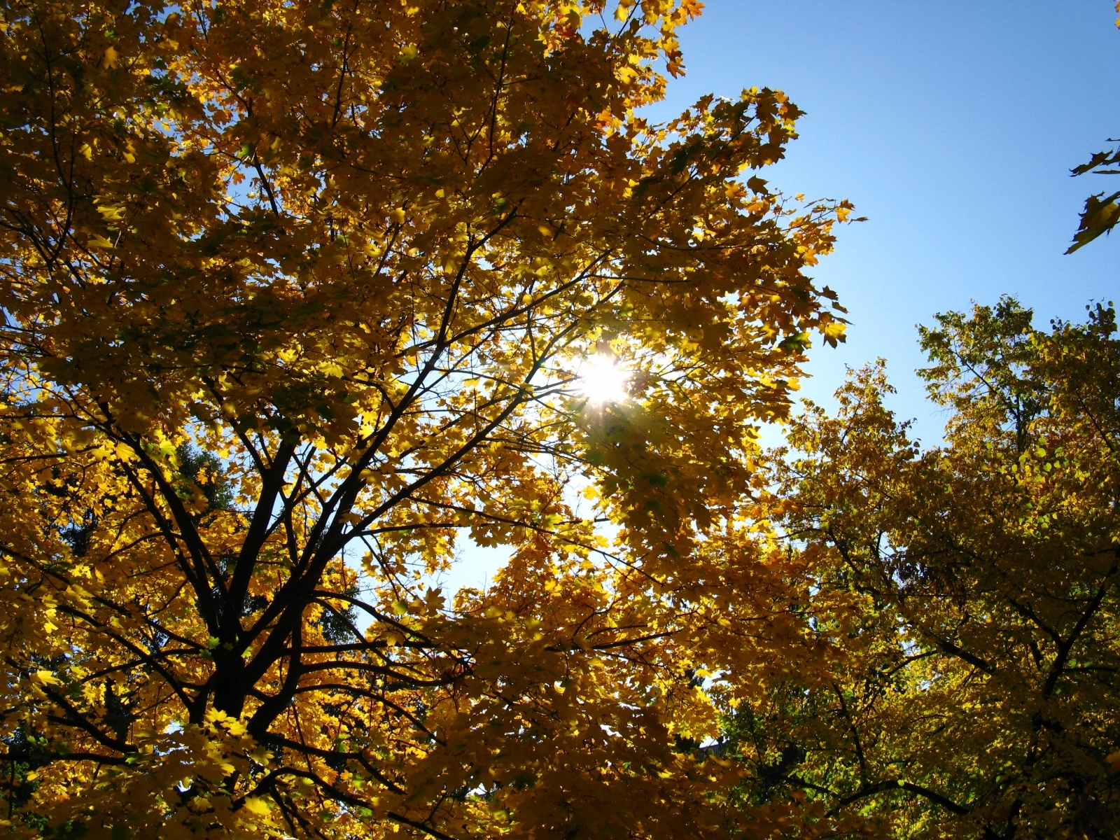 Download mobile wallpaper Sun, Landscape, Trees, Autumn for free.
