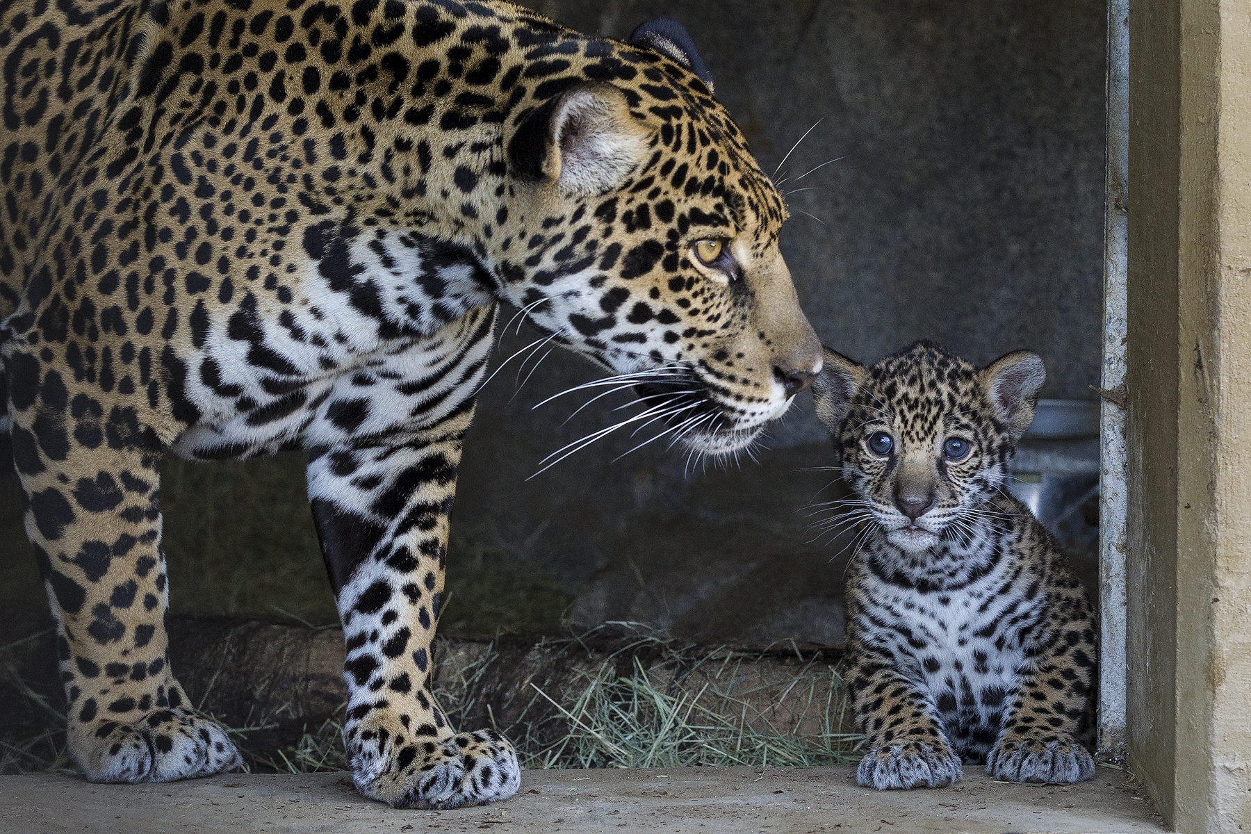 Download mobile wallpaper Young, Joey, Animals, Care, Jaguar, Mother for free.