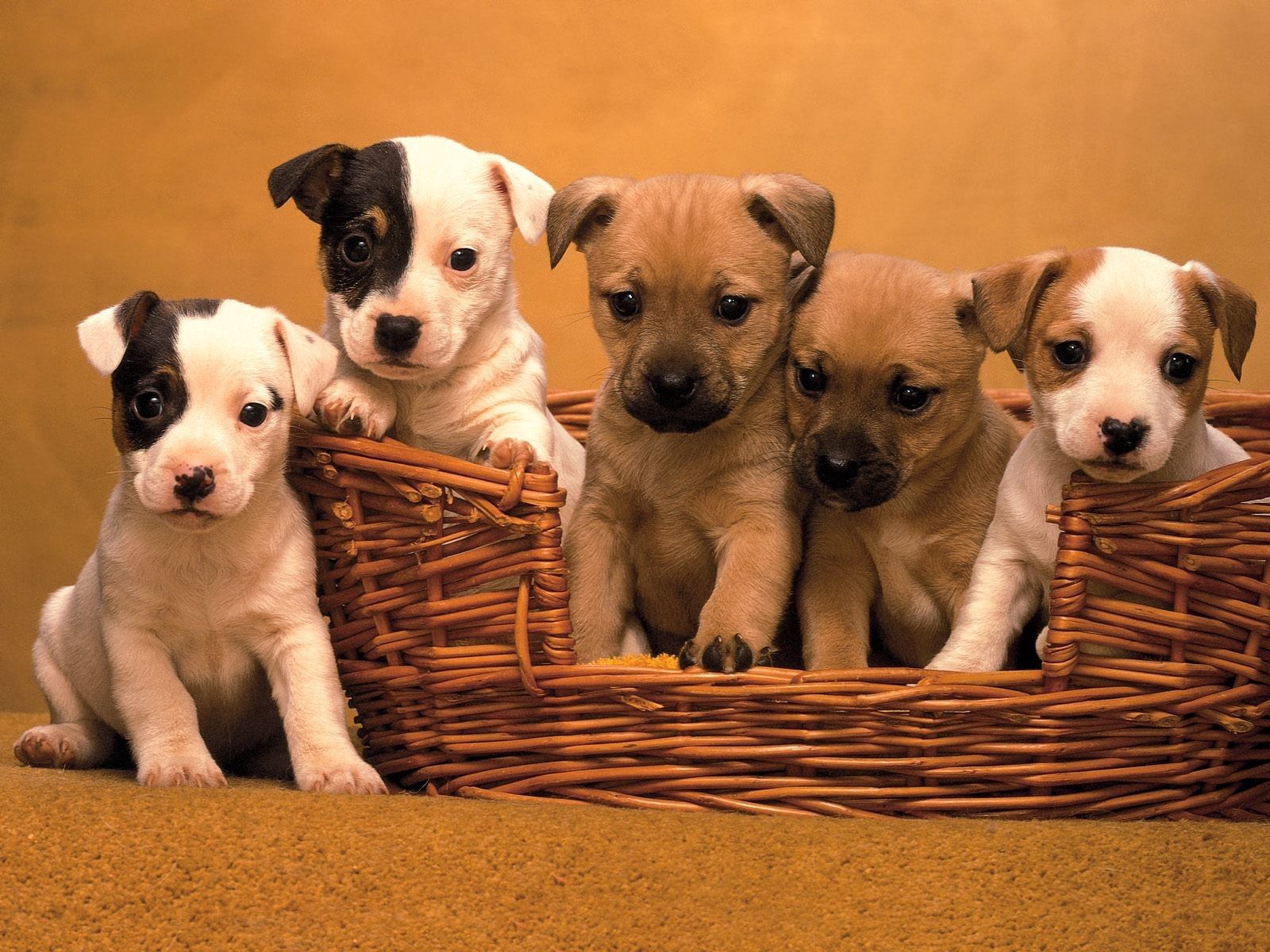 puppies, animals, muzzle, basket, lots of, multitude