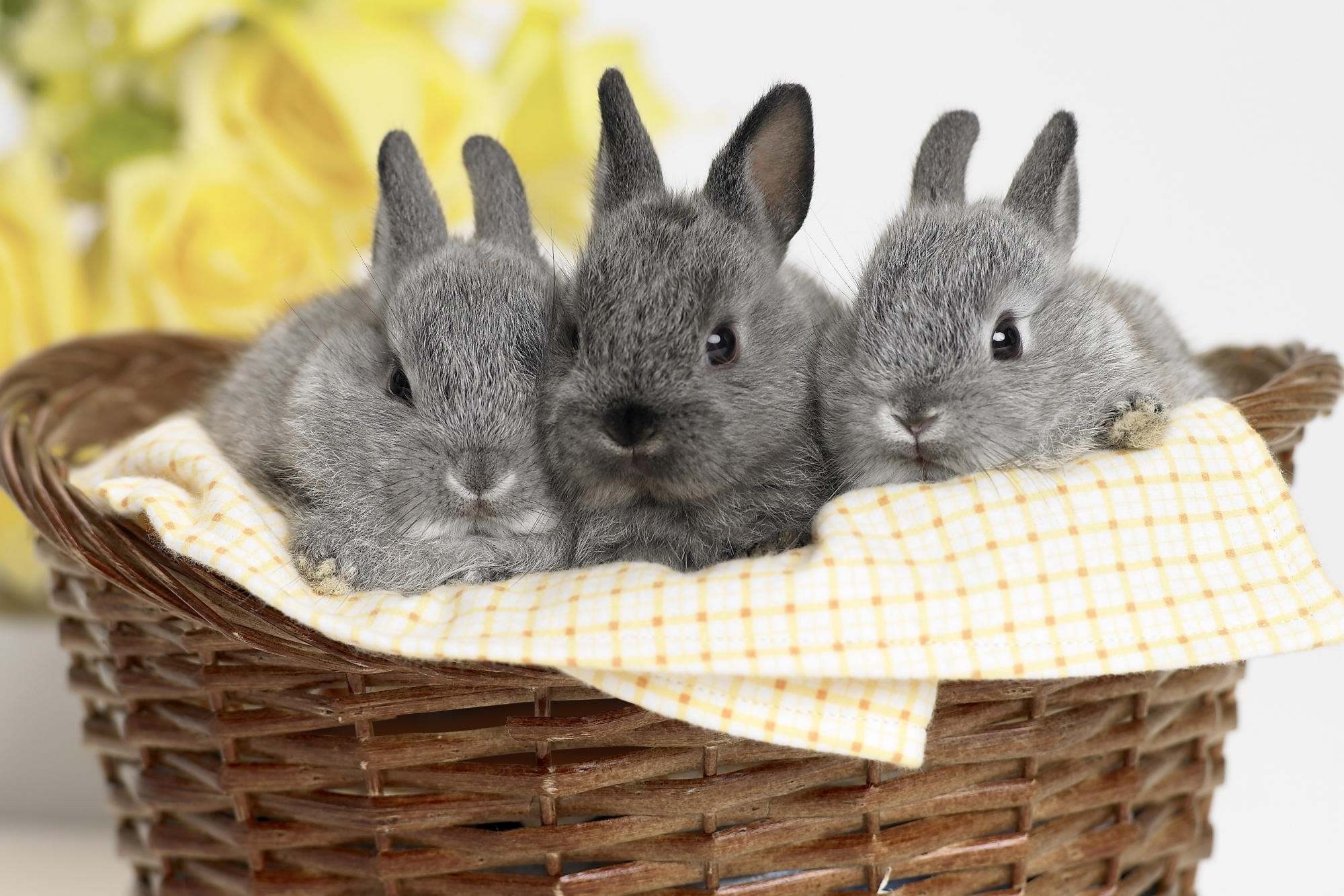 Desktop FHD rabbits, animals, sit, basket