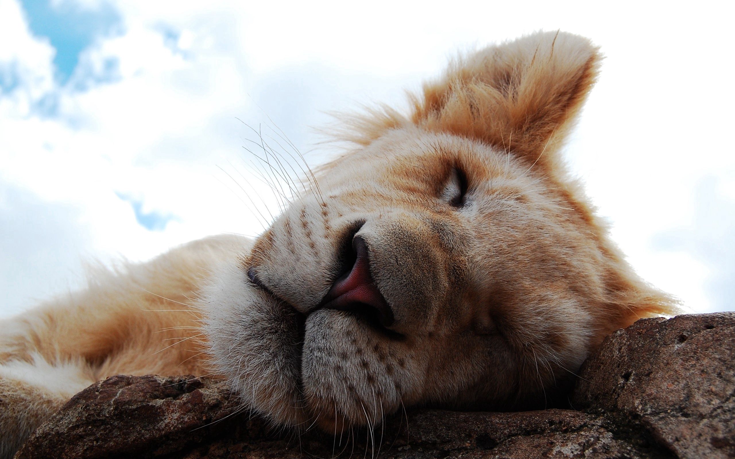 lion cub, animals, muzzle, lion, sleep, dream, nose