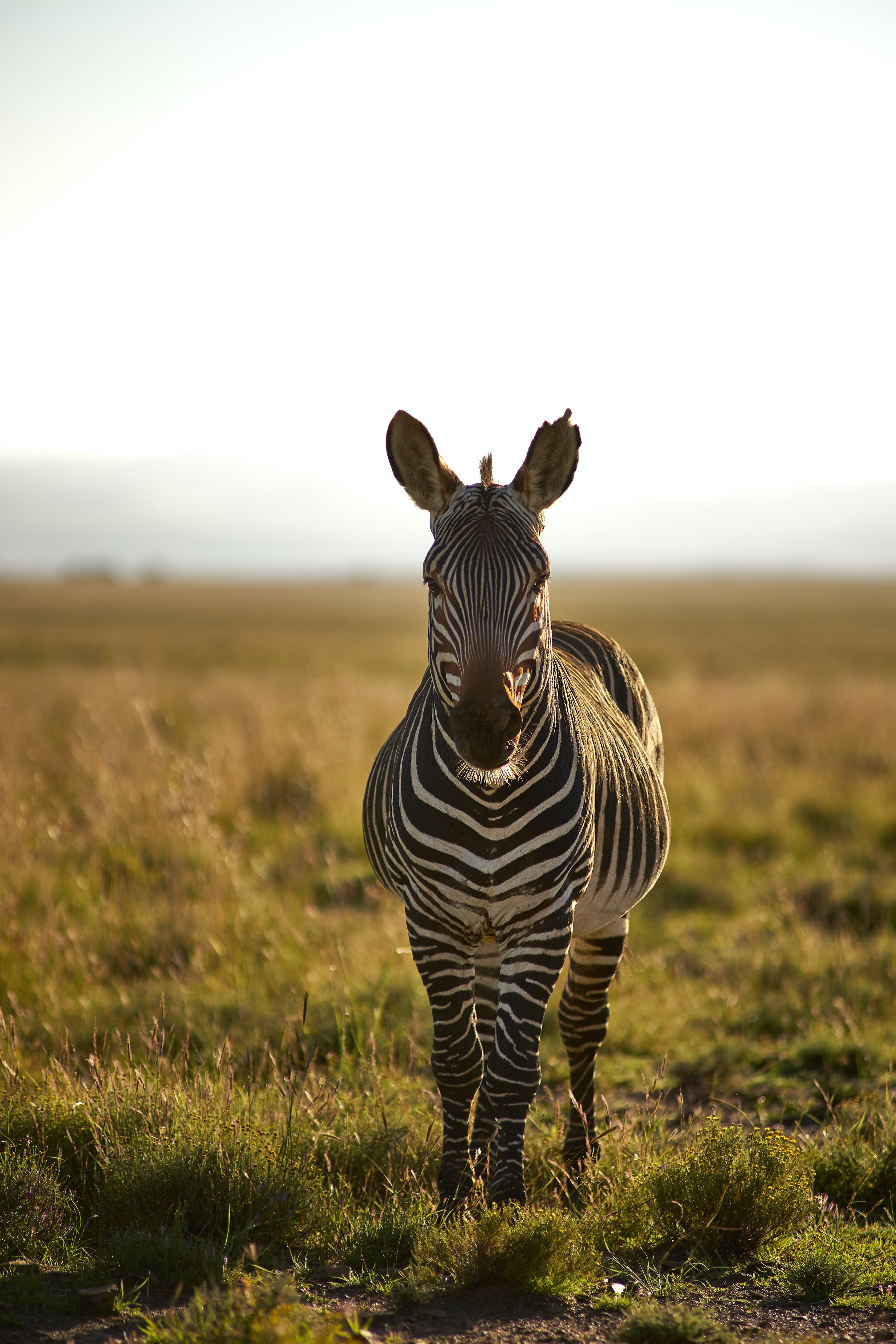 wildlife, animals, zebra, stripes, streaks, animal HD wallpaper