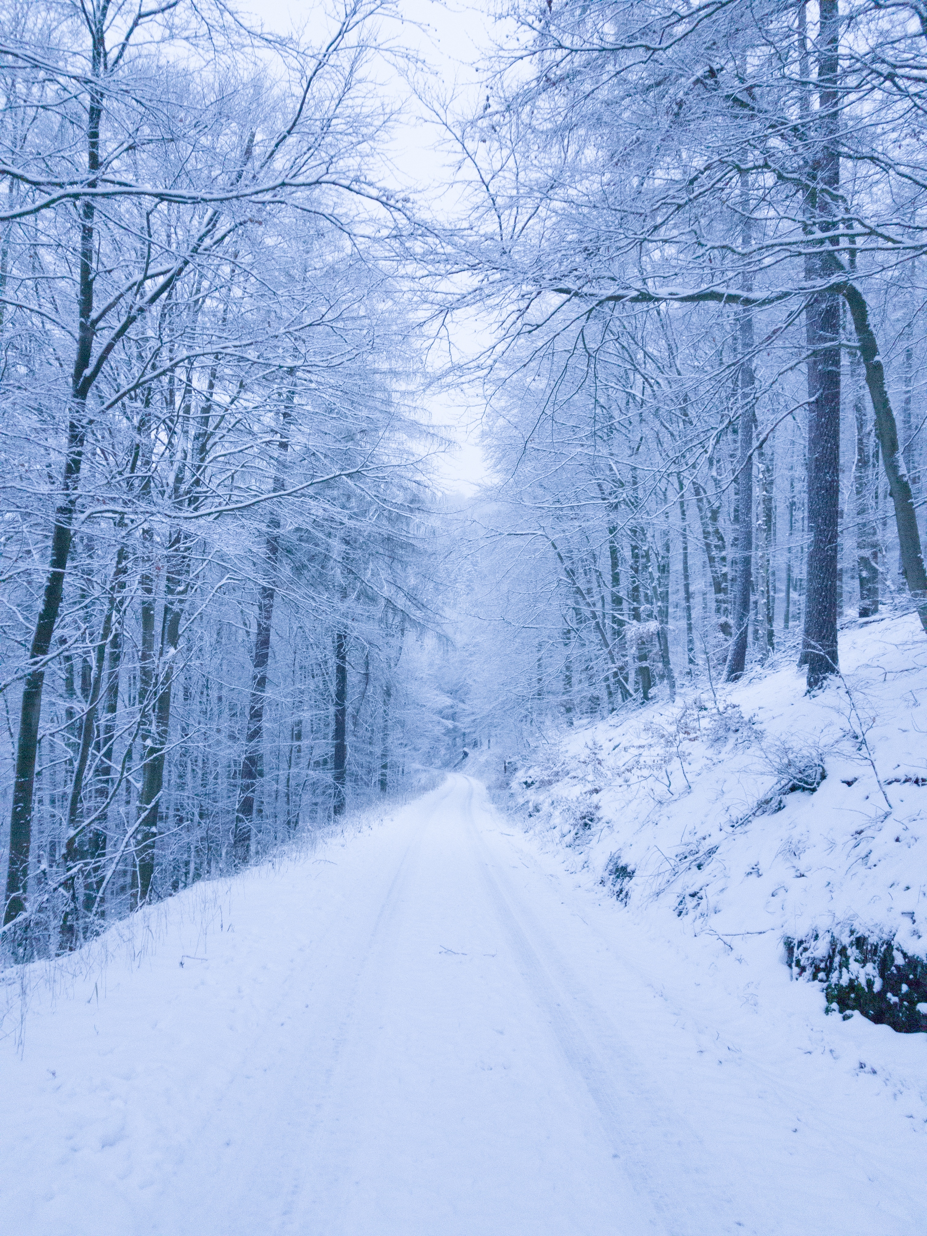 snow, winter, nature, trees, park, path cellphone