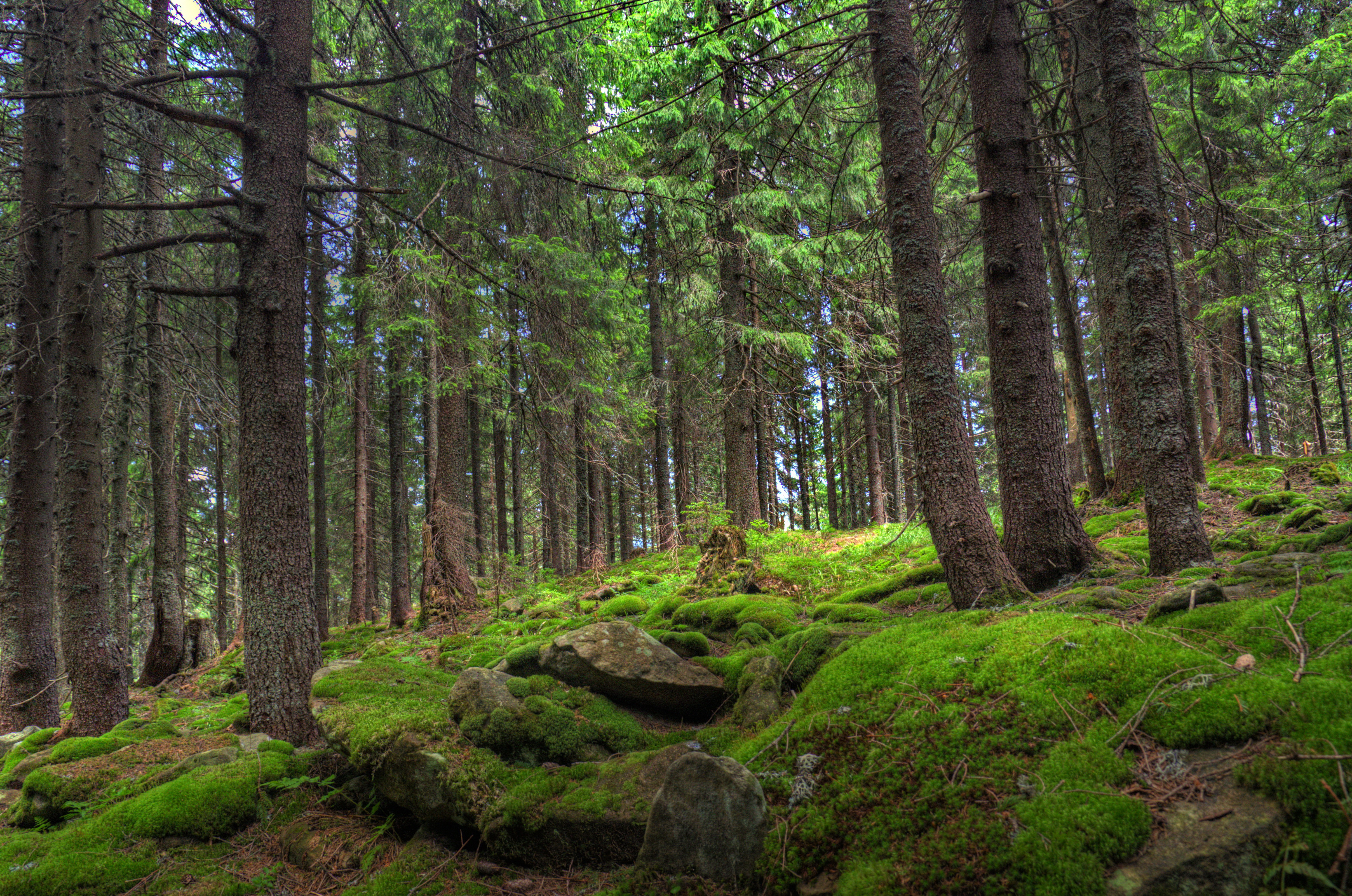 Download mobile wallpaper Trees, Forest, Pine, Stones, Nature, Moss for free.