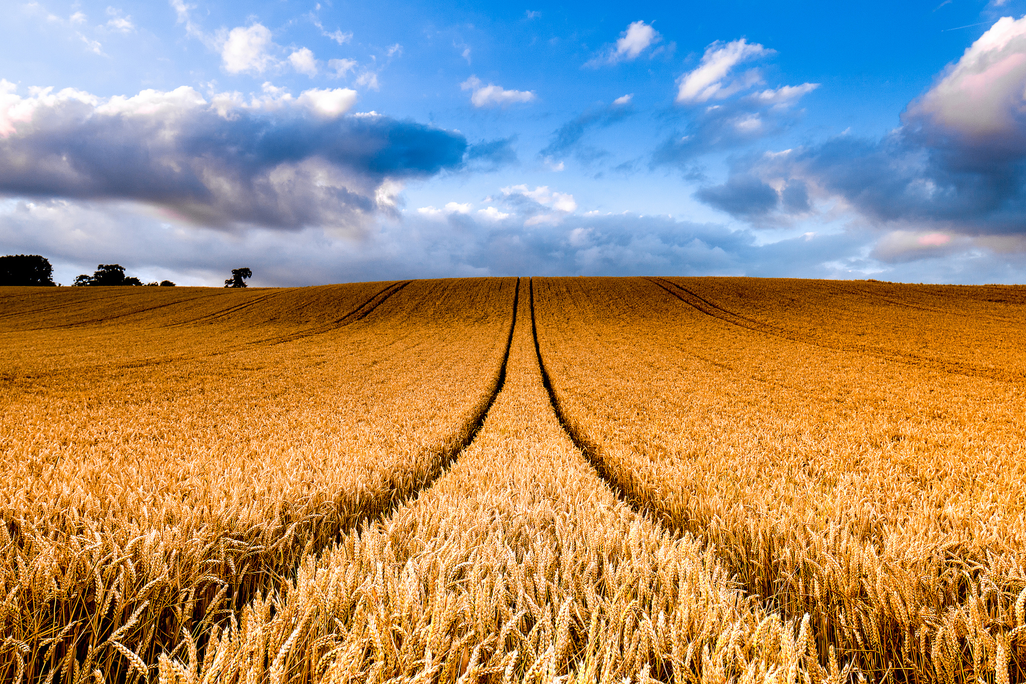 nature, earth, wheat, cloud, field, golden
