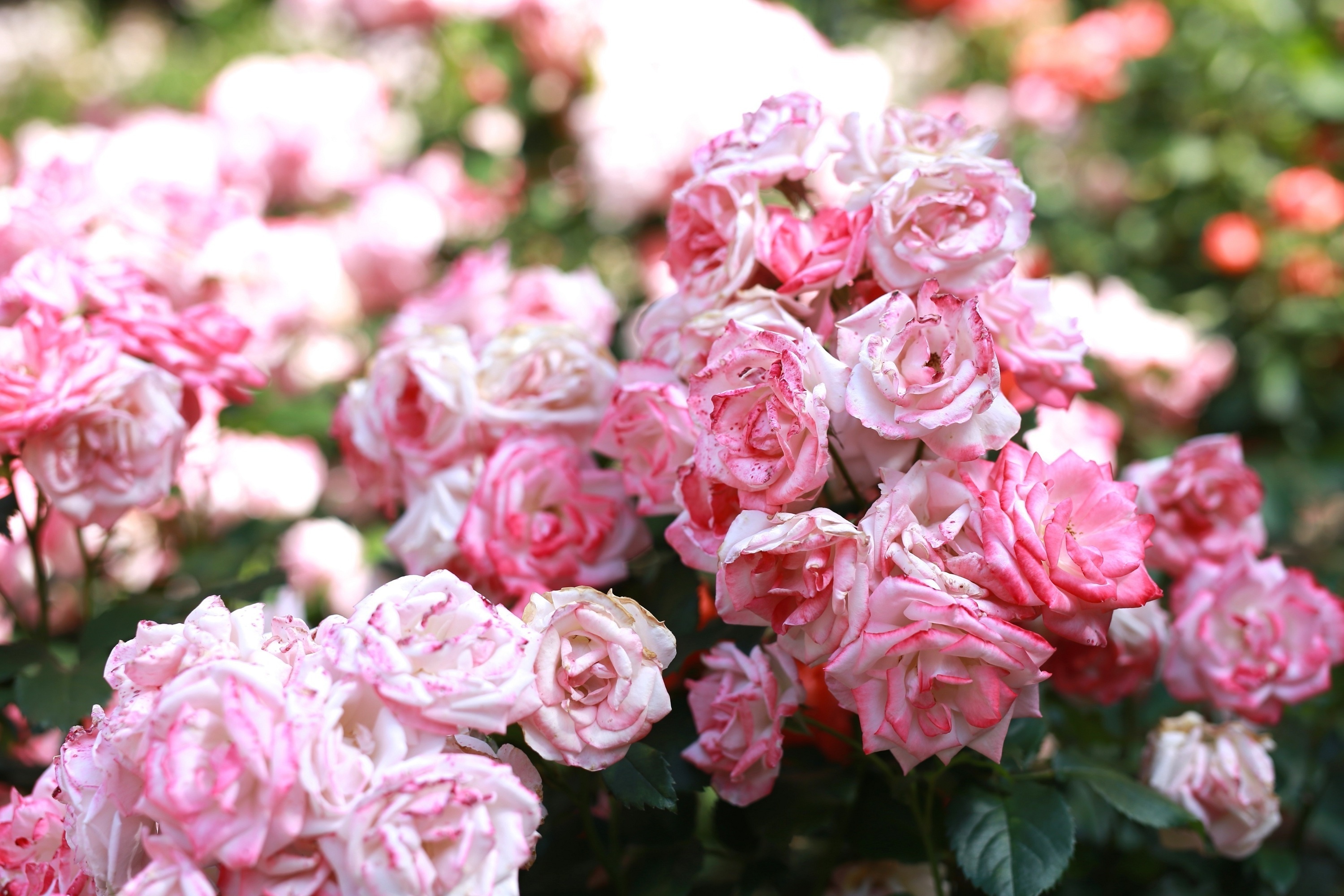 Download mobile wallpaper Flowers, Bloom, Buds, Flowering, Pink, Roses for free.