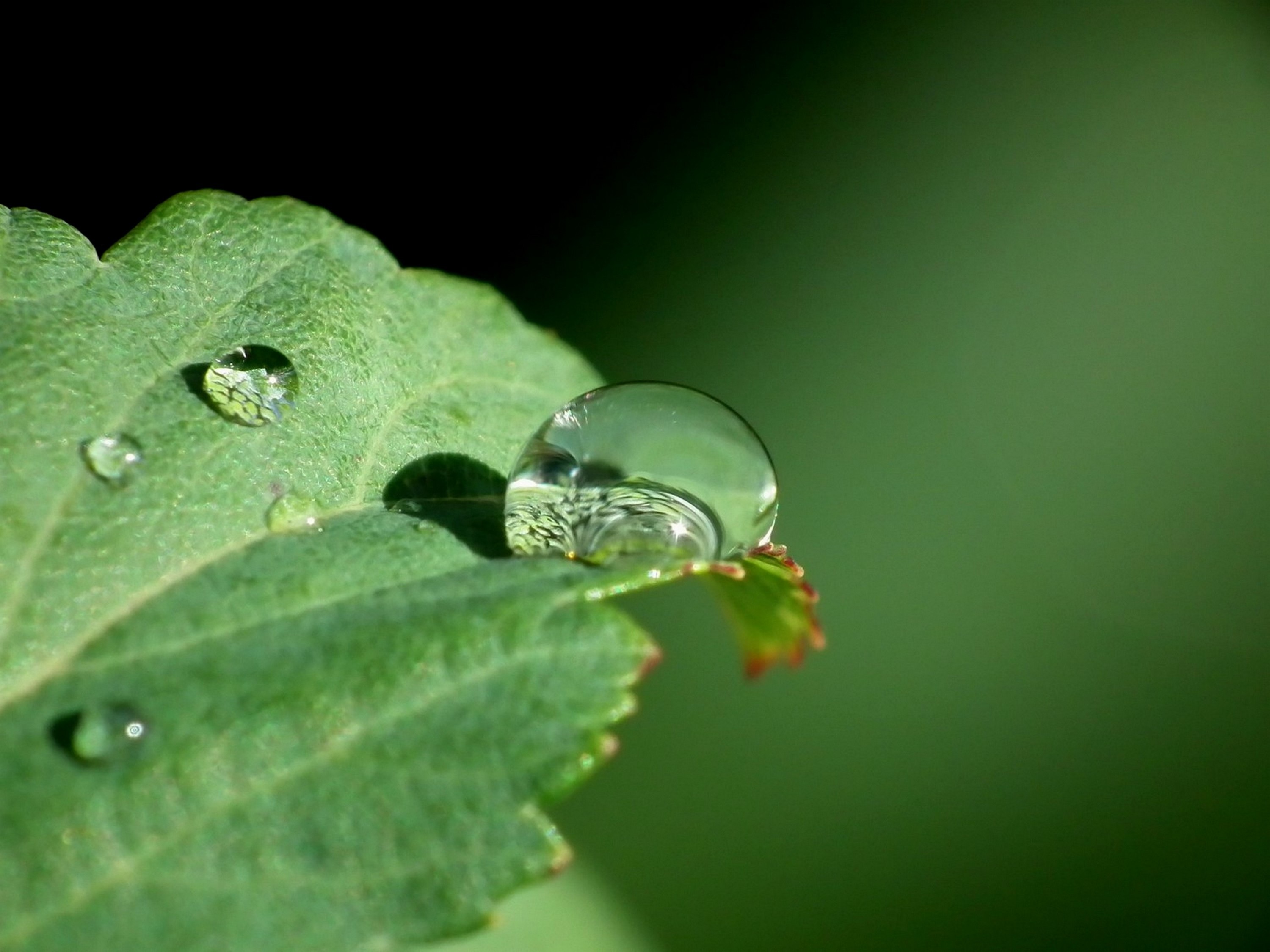 macro, close up, sheet, leaf, drop, dew QHD