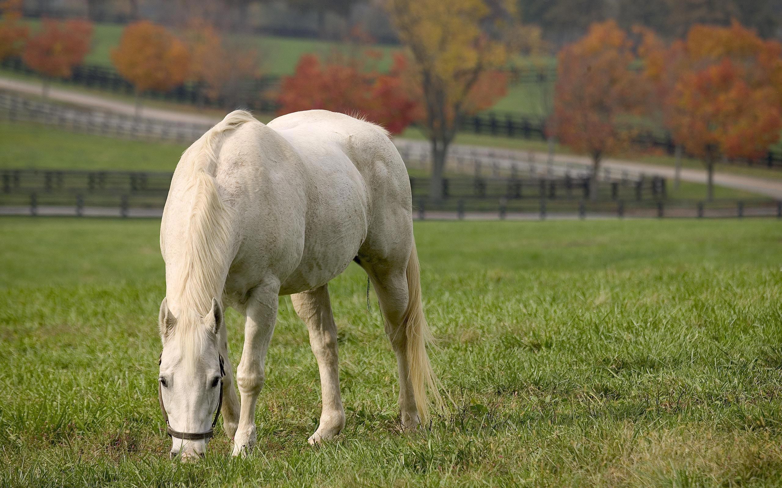 Laden Sie das Lebensmittel, Pferd, Tiere, Grass, Herbst-Bild kostenlos auf Ihren PC-Desktop herunter