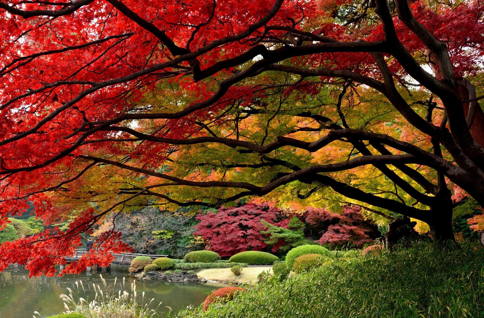 655034 скачать обои фотографии, падать, японский сад, дерево - заставки и картинки бесплатно