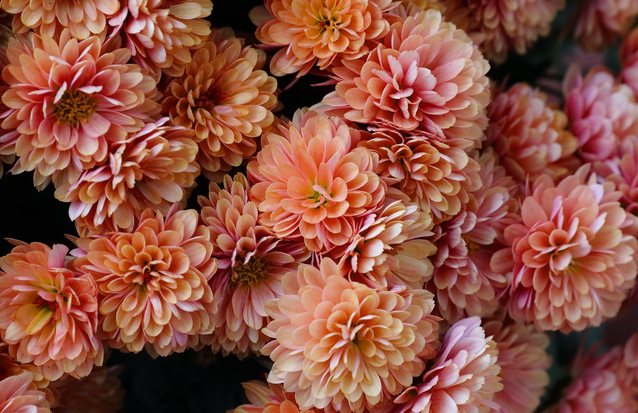 chrysanthemum, earth, close up, flower, pink flower, flowers images