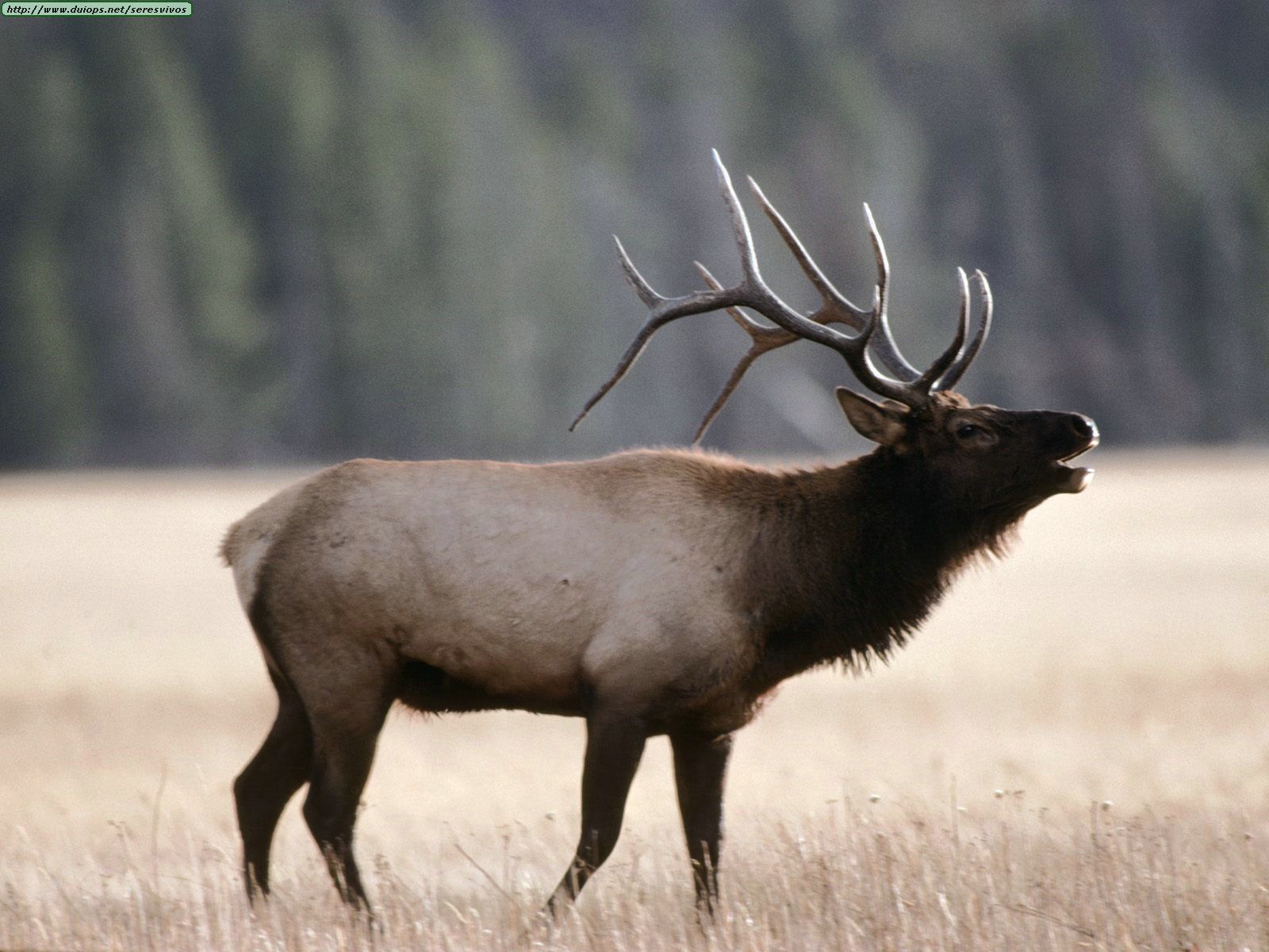 animal, elk