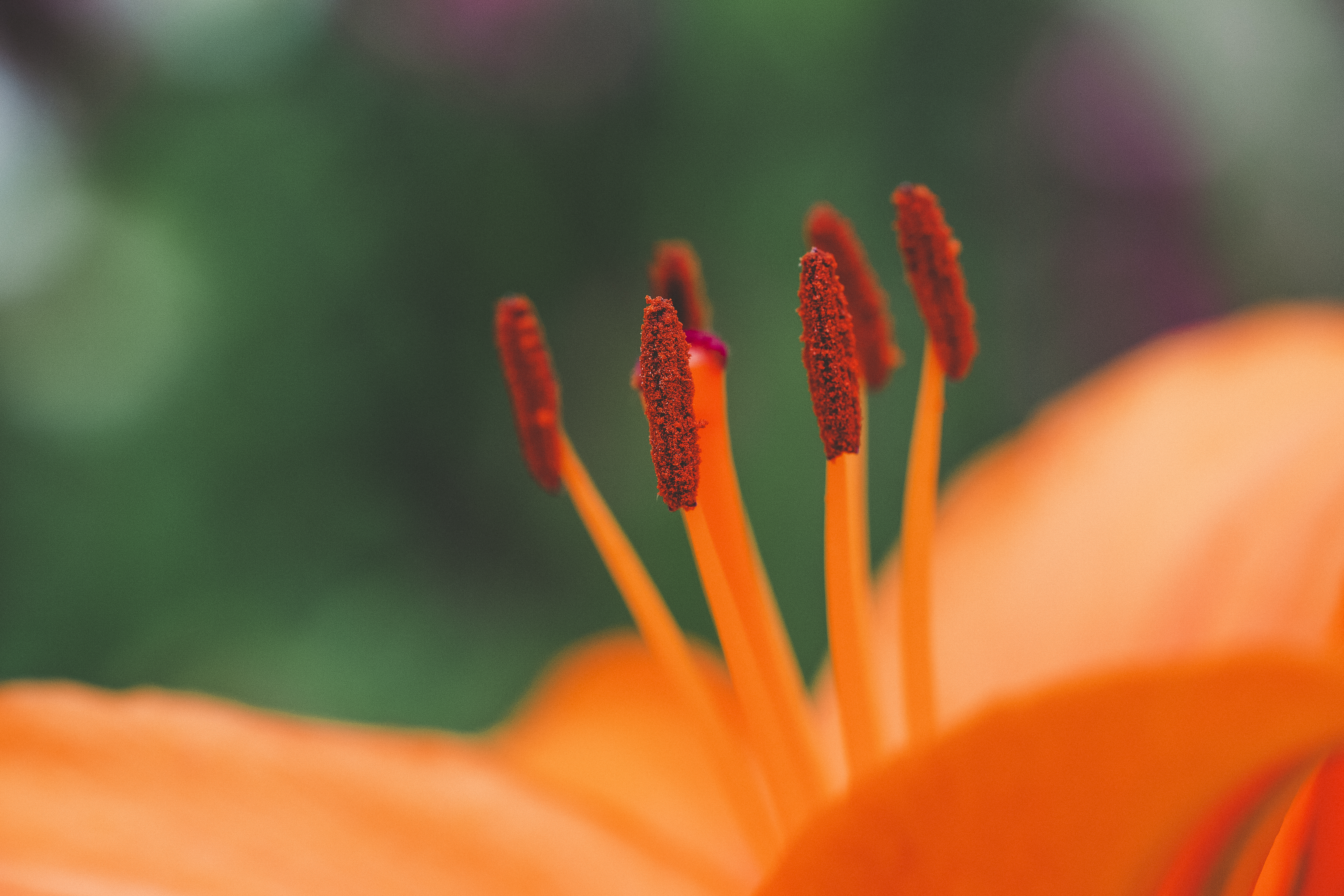 Free download wallpaper Flower, Macro, Stamens, Pollen on your PC desktop