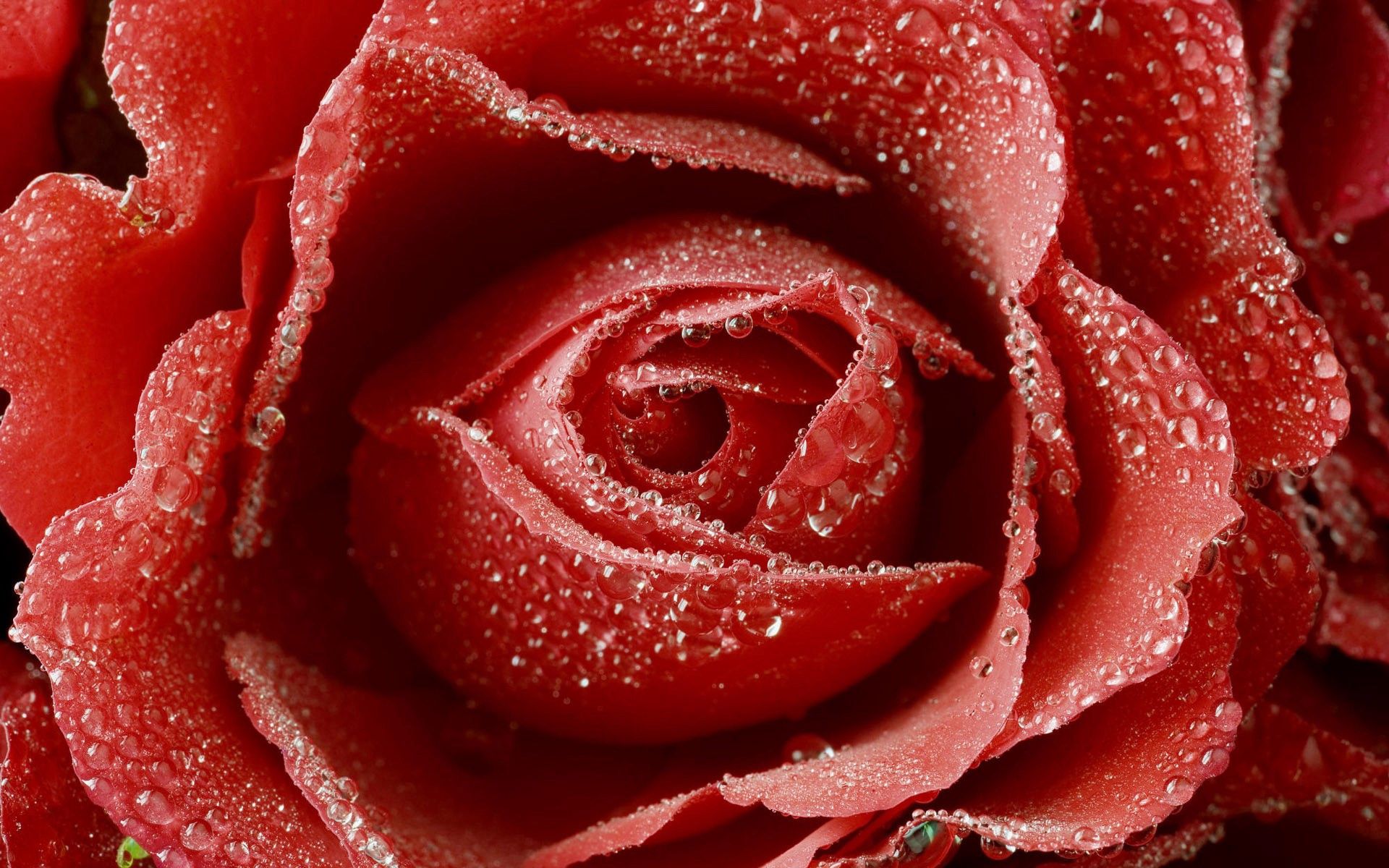 red, drops, macro, rose flower, rose, bud 1080p