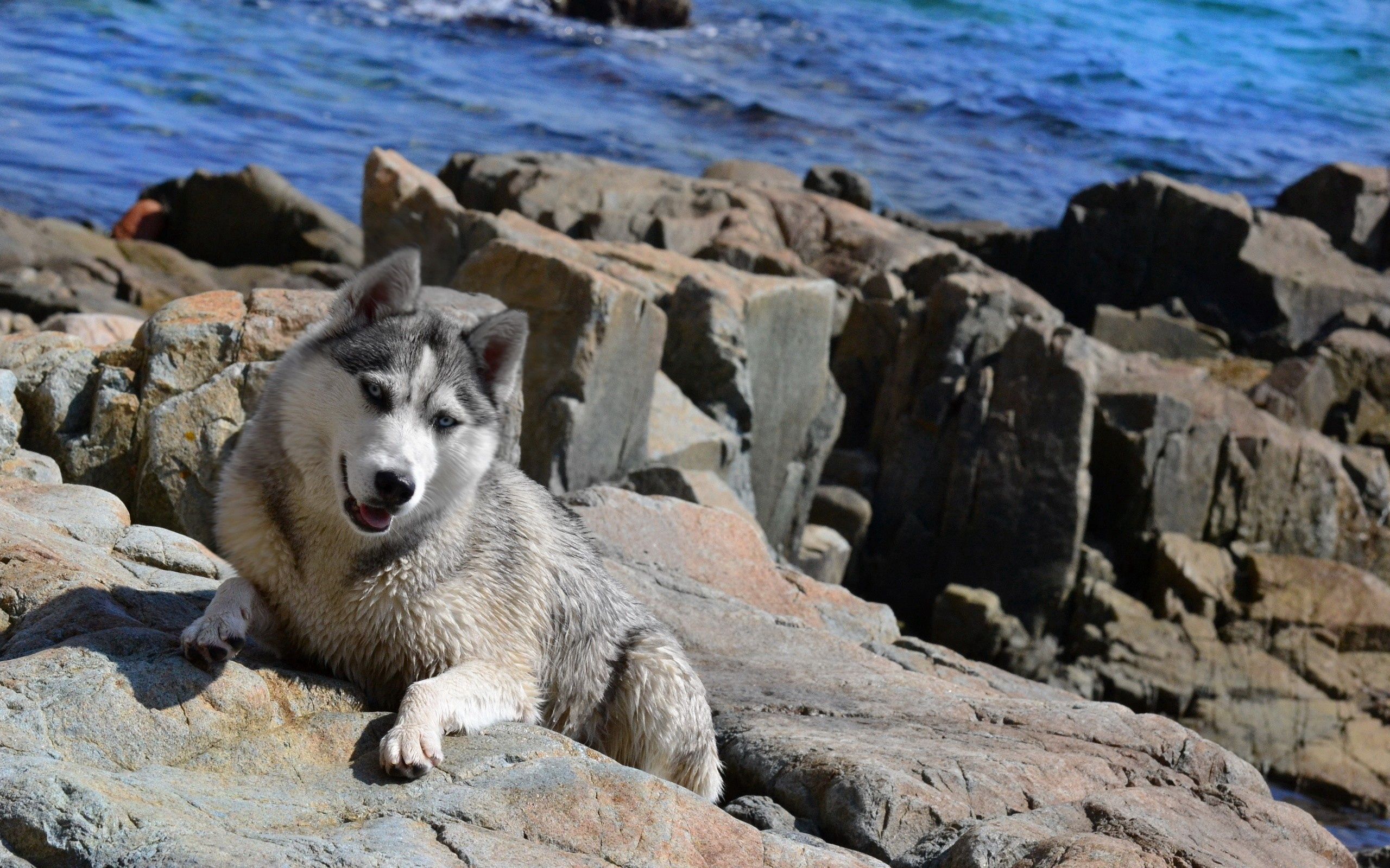 animals, stones, sea, dog, husky, haska, climb High Definition image