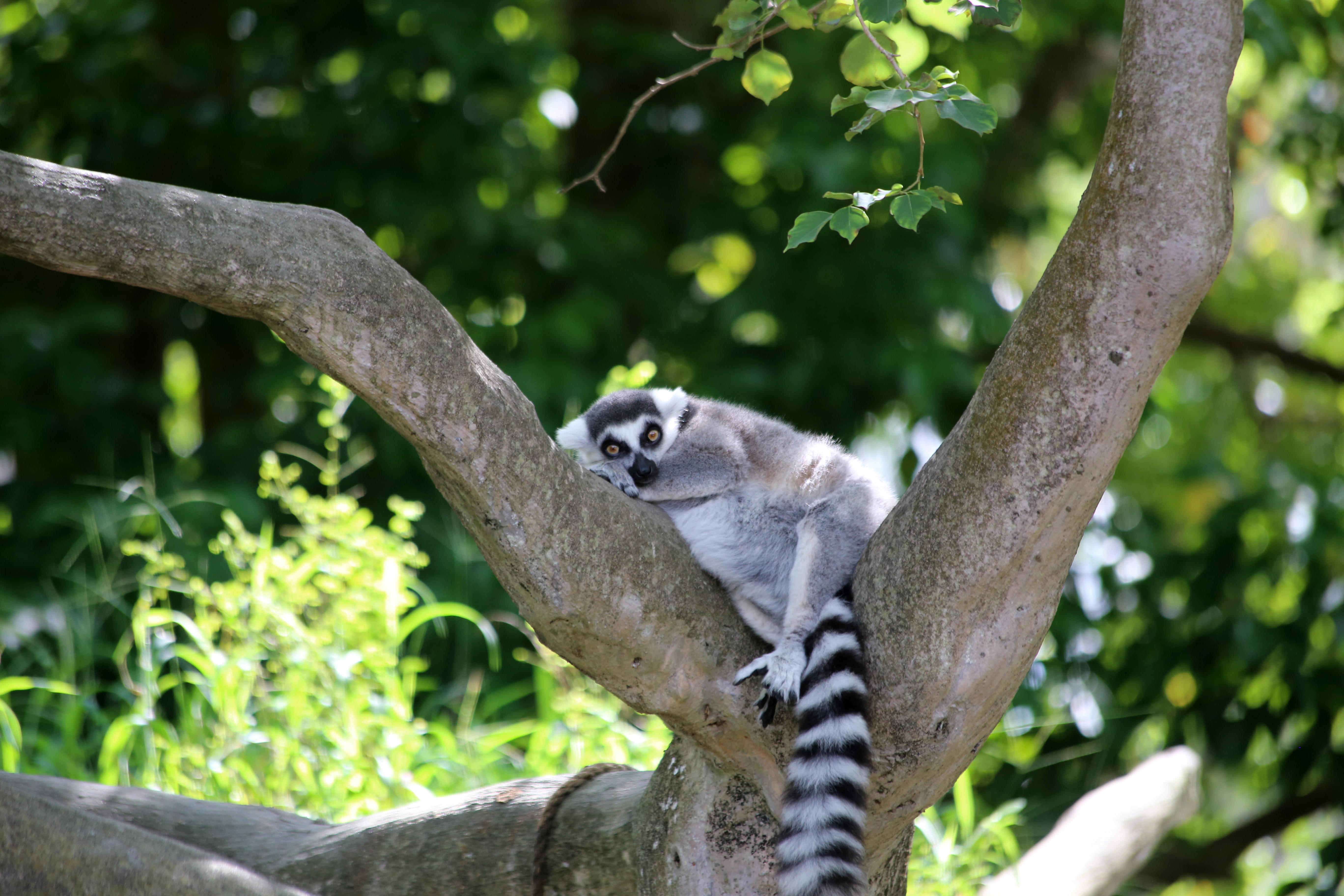 Handy-Wallpaper Lemur, Tier, Tiere, Holz, Baum, Nett, Schatz kostenlos herunterladen.