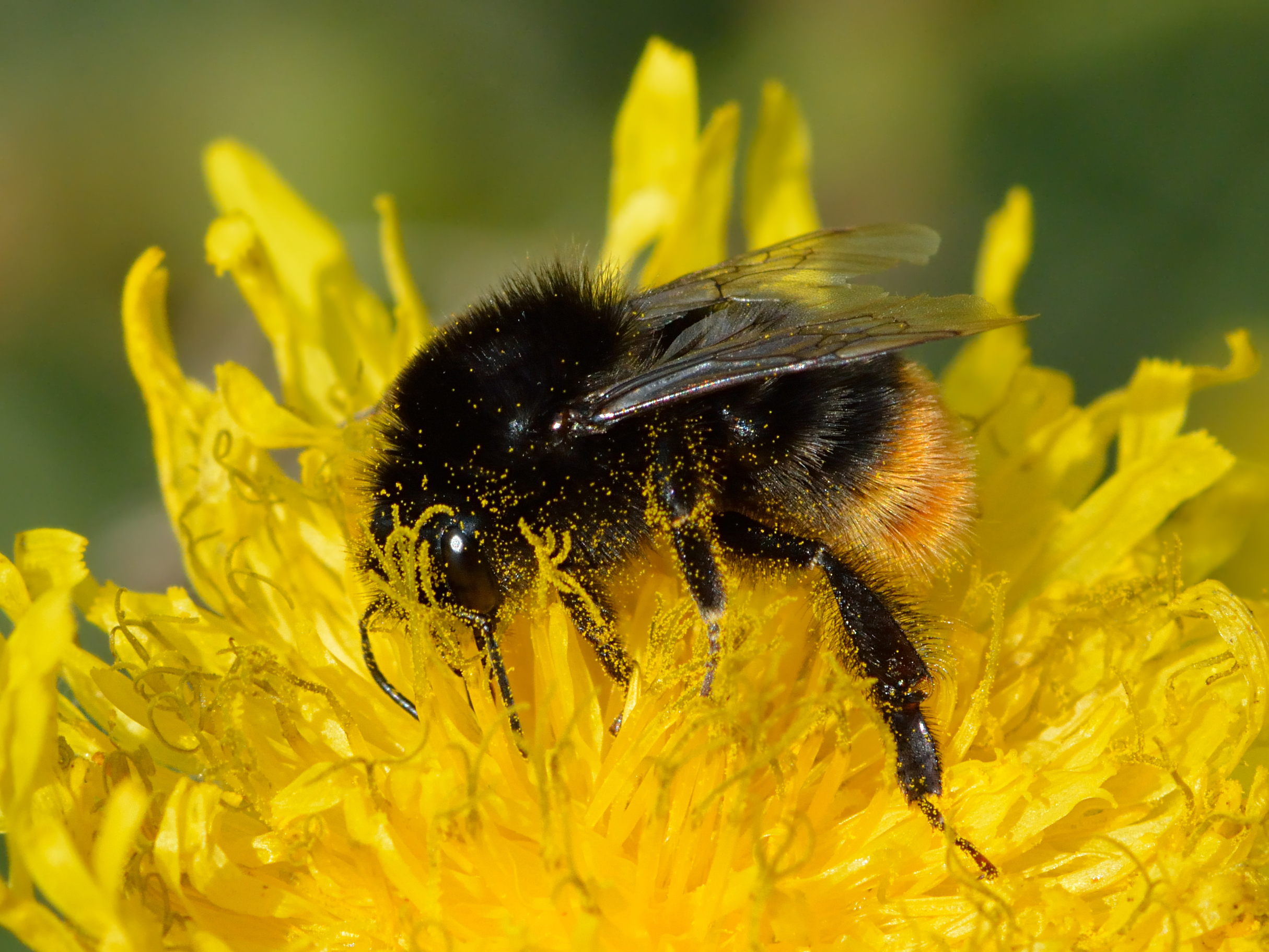 Mobile HD Wallpaper Bumblebee 