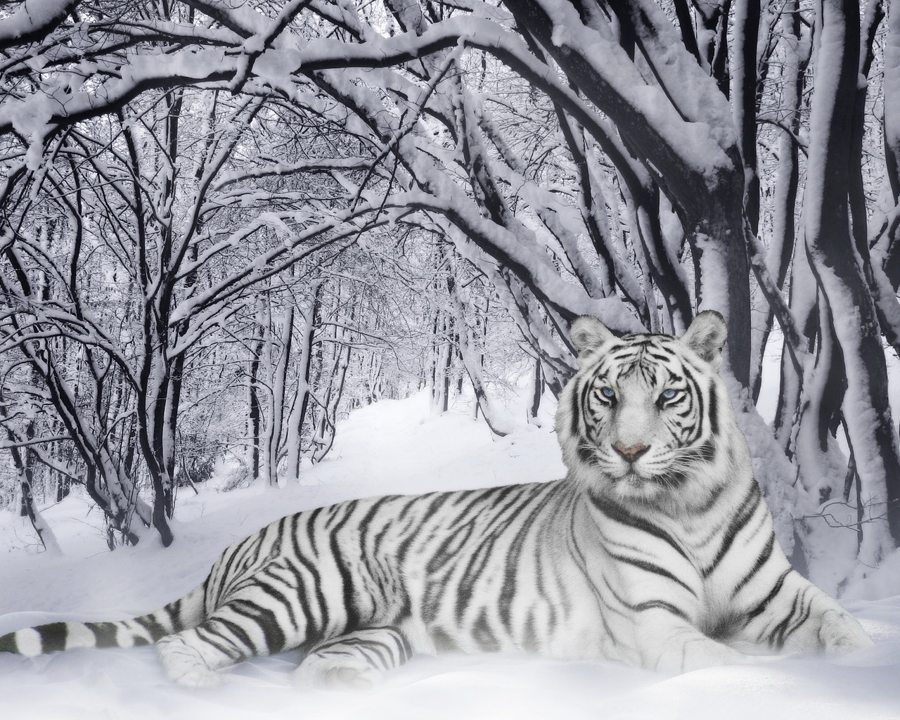 13741 завантажити шпалери тигри, тварини, зима, сніг, сірий - заставки і картинки безкоштовно
