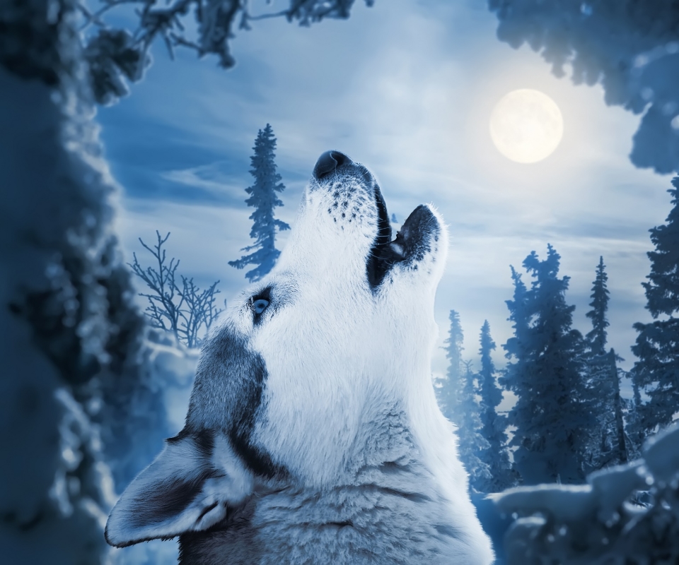 1121555 Hintergrundbild herunterladen tiere, wolf, blau, heulen, wolves - Bildschirmschoner und Bilder kostenlos