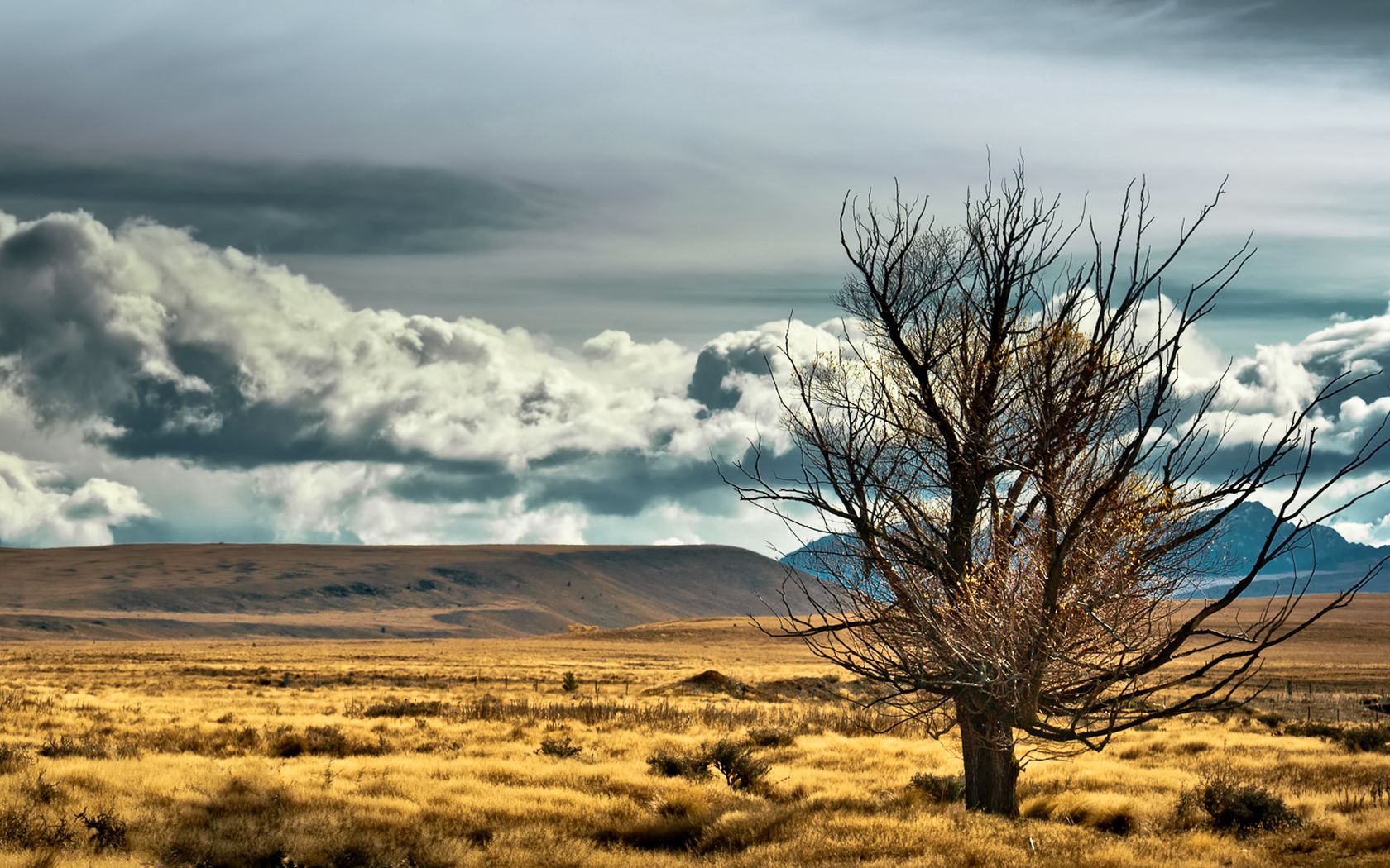 Download mobile wallpaper Field, Wood, Nature, Steppe, Tree, Lonely, New Zealand for free.