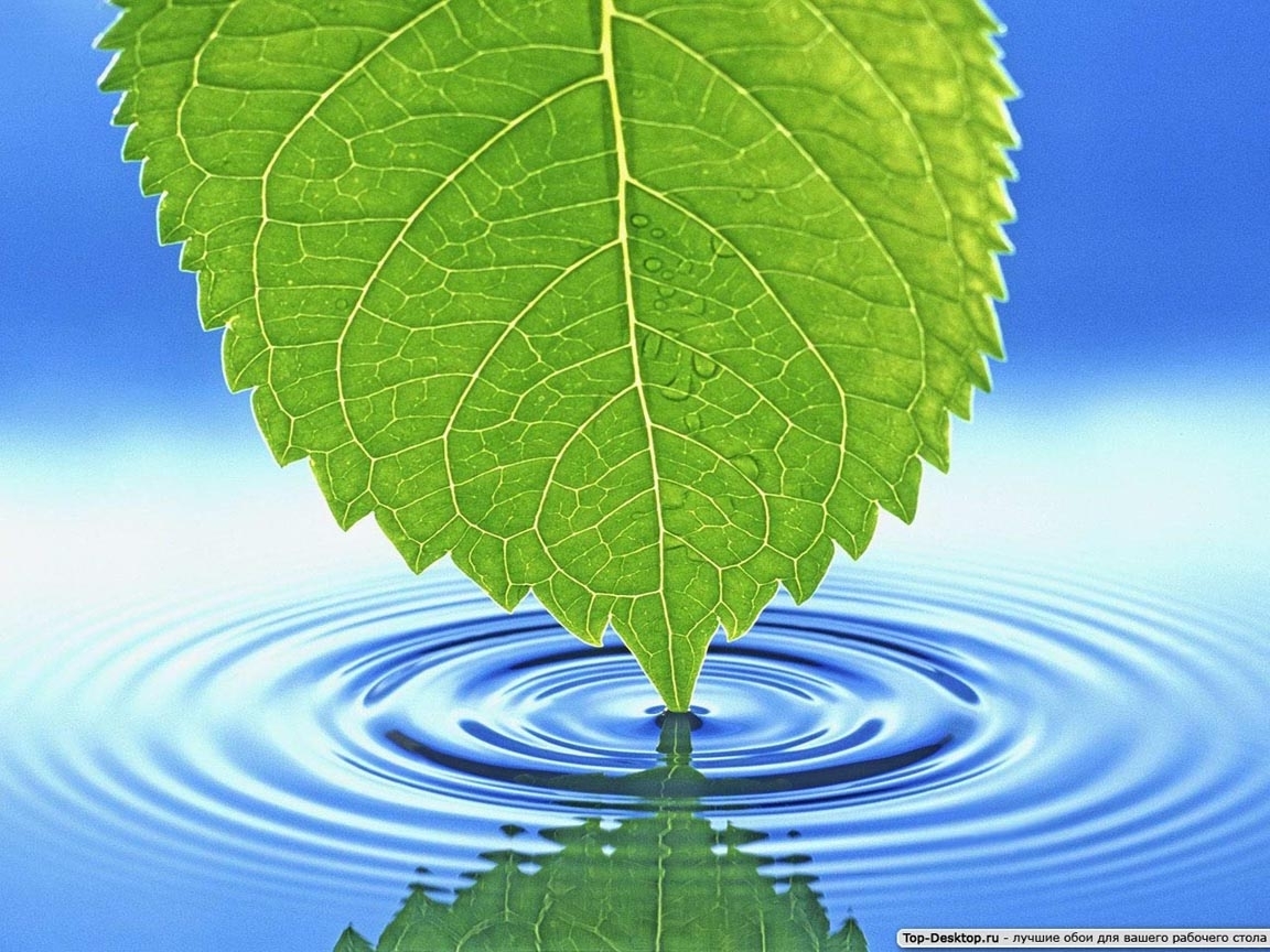 Handy-Wallpaper Wasser, Blätter, Hintergrund kostenlos herunterladen.
